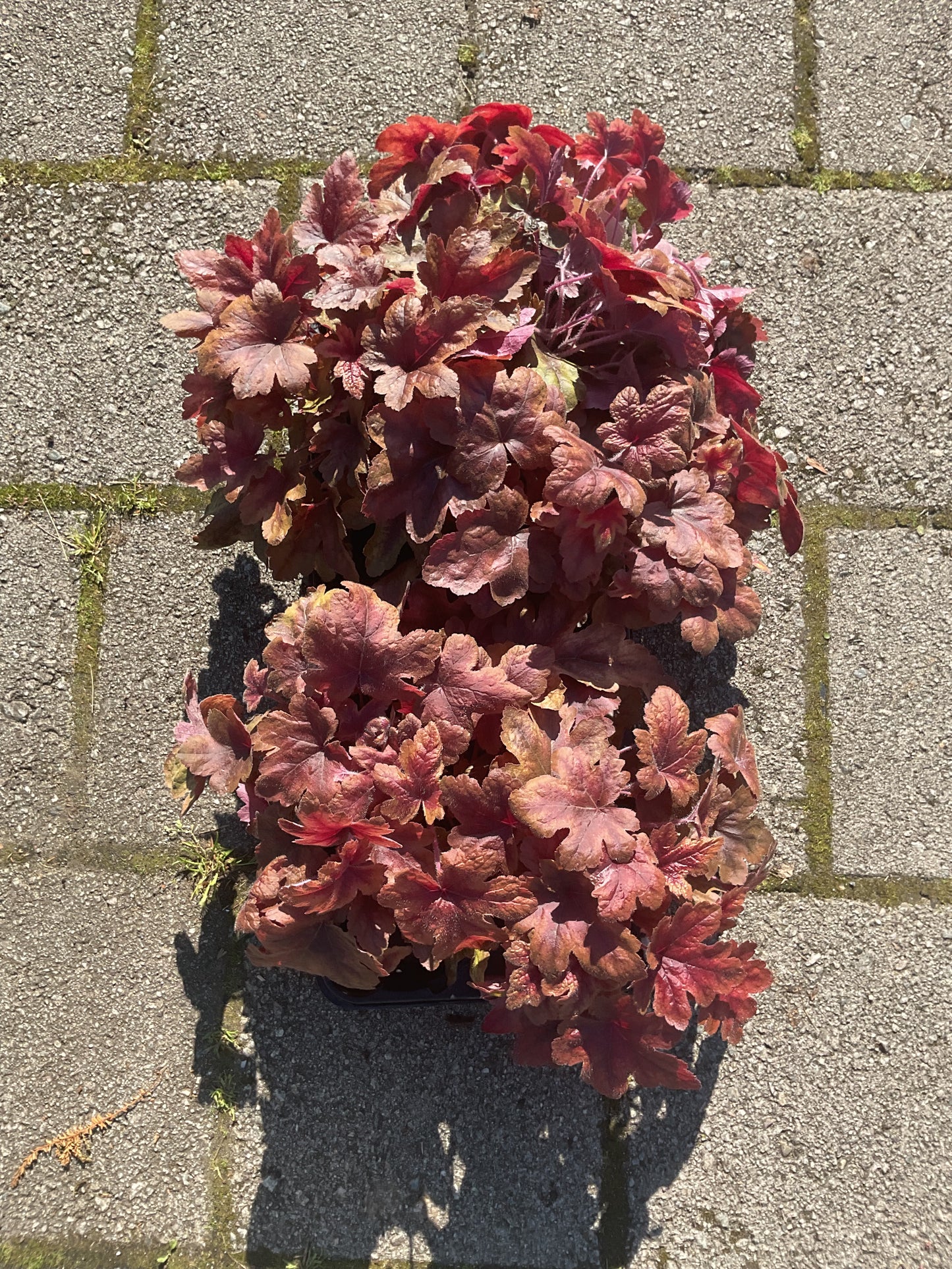 Heuchera ‘Brass Lantern’ P13