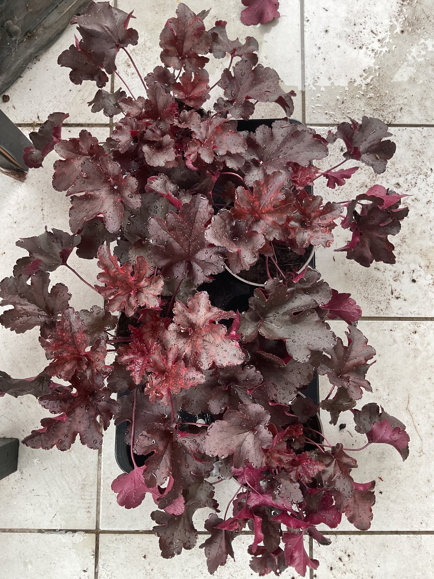 Heuchera ‘Bilberry’ P15