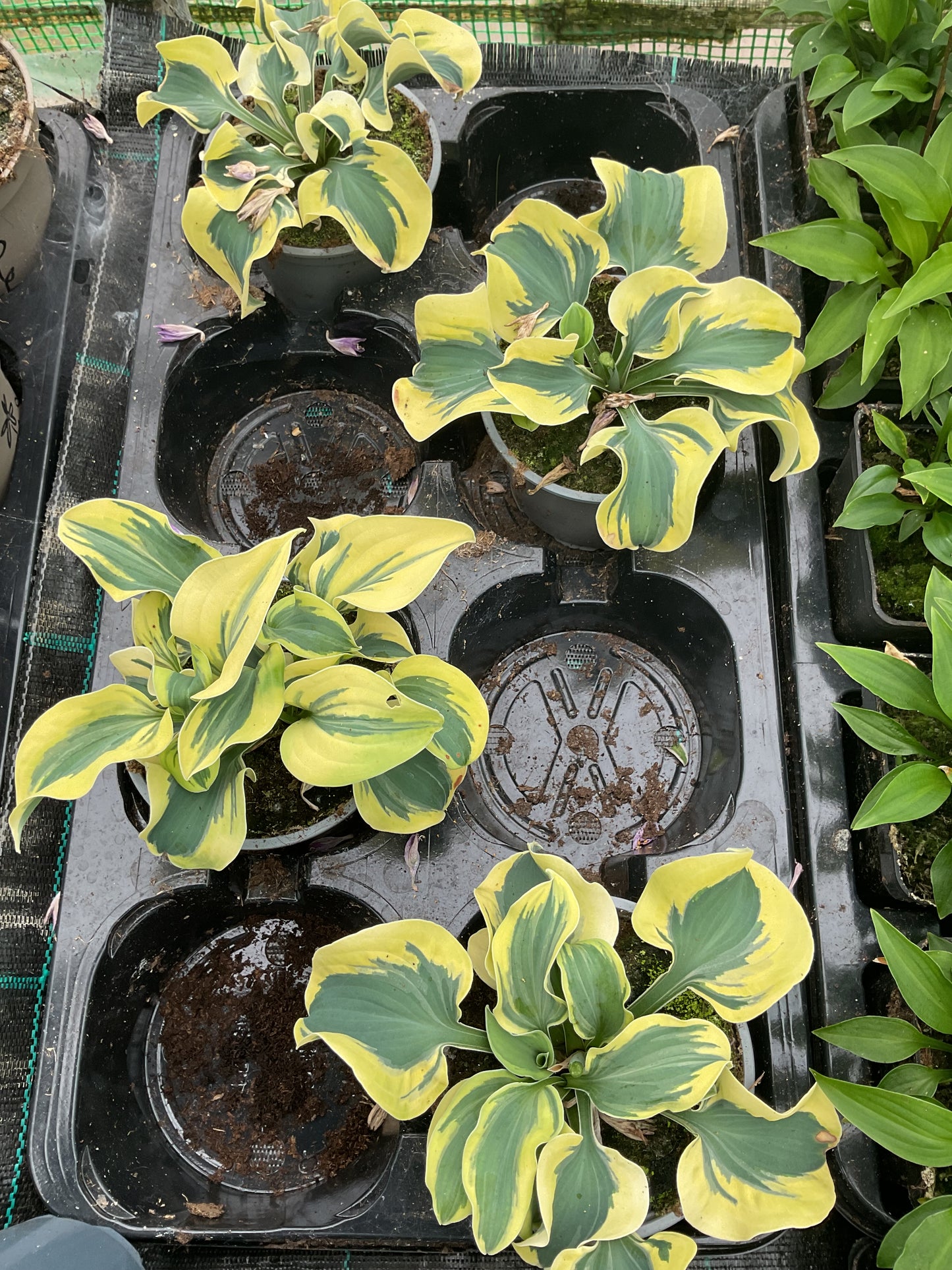 Hosta ‘Mini Skirt’ P12