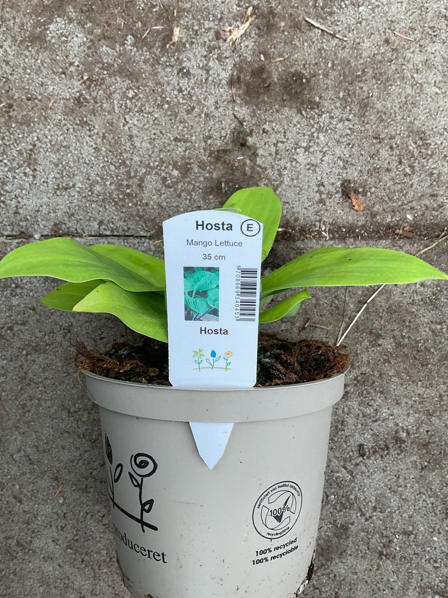 Hosta ‘Mango Lettuce’