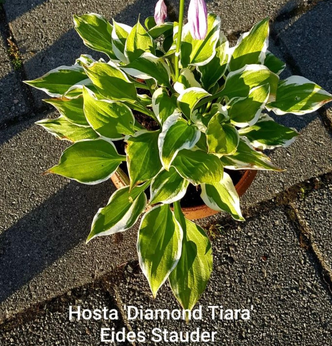 Hosta ‘Diamond Tiara’