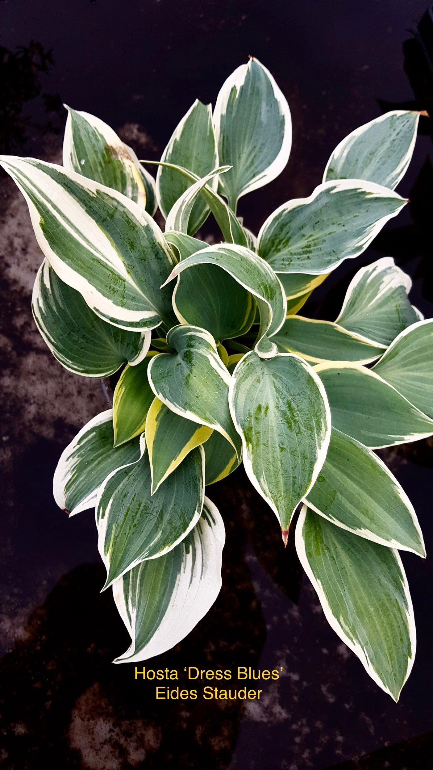 Hosta Dress Blues Hosta Dress Blues
