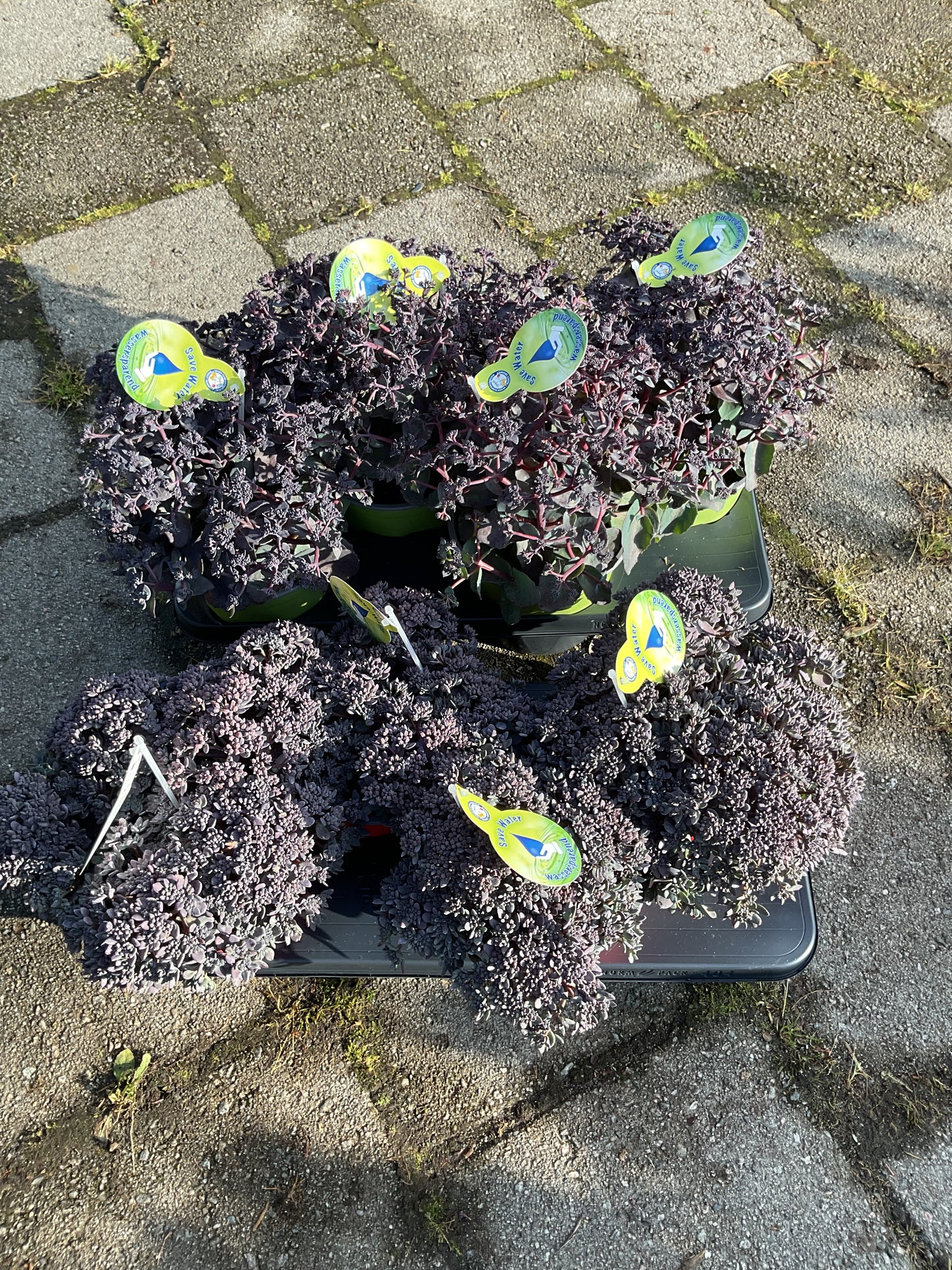 Sedum hyb. ‘SunSparkler®️’Red Sparkle’ P17