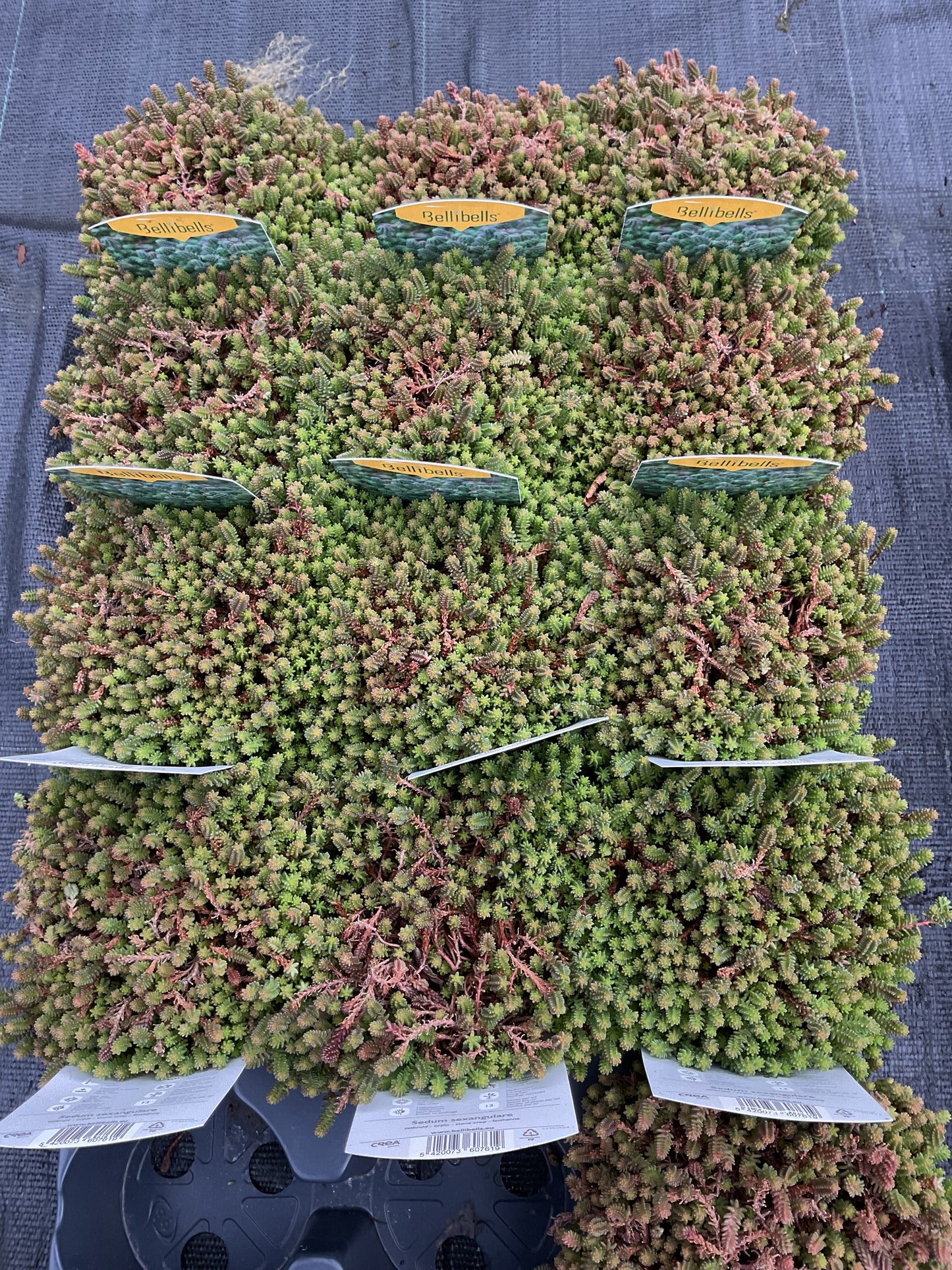 Sedum sexangulare P11
