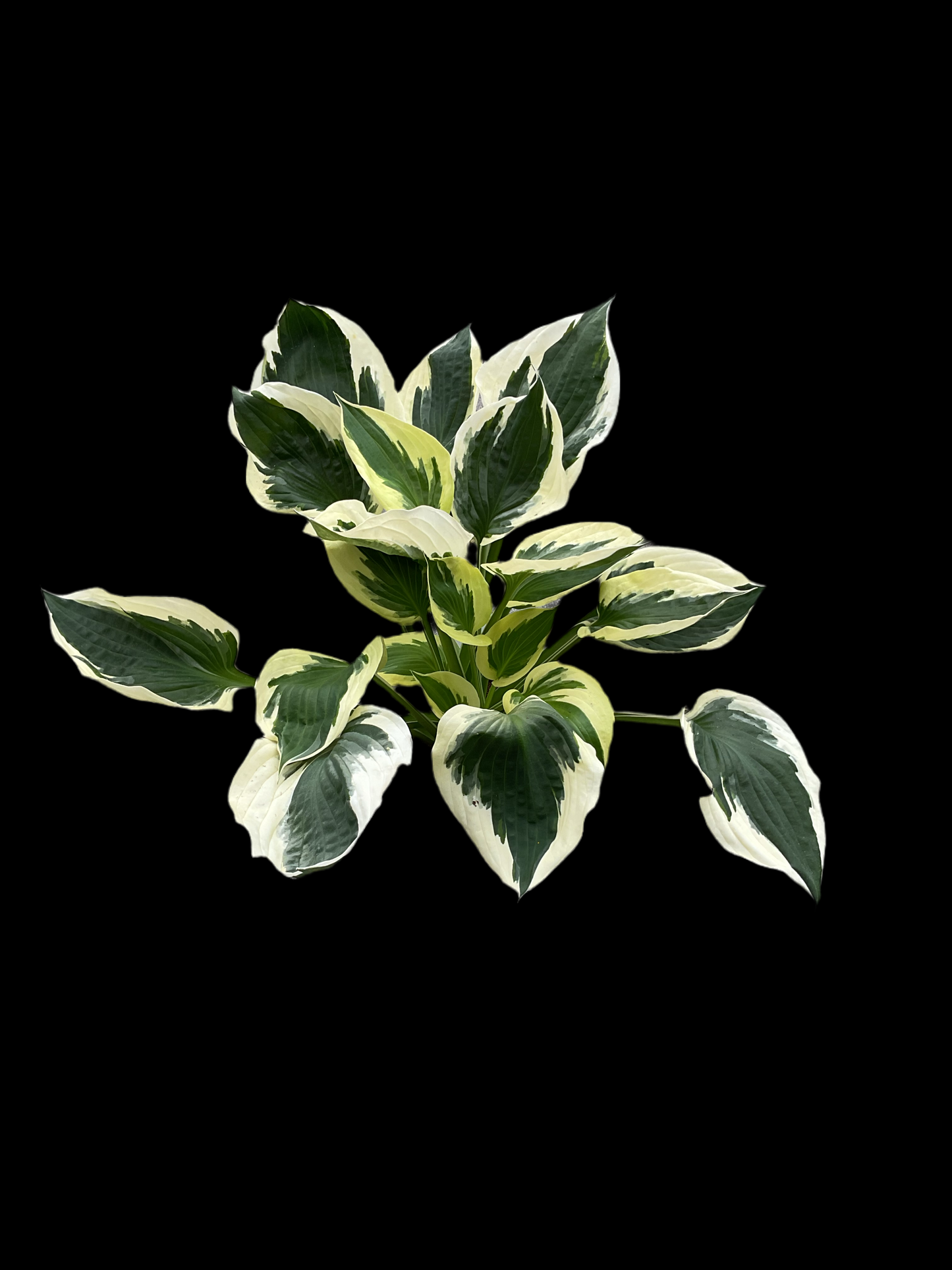 Hosta ‘Patriot’ P15