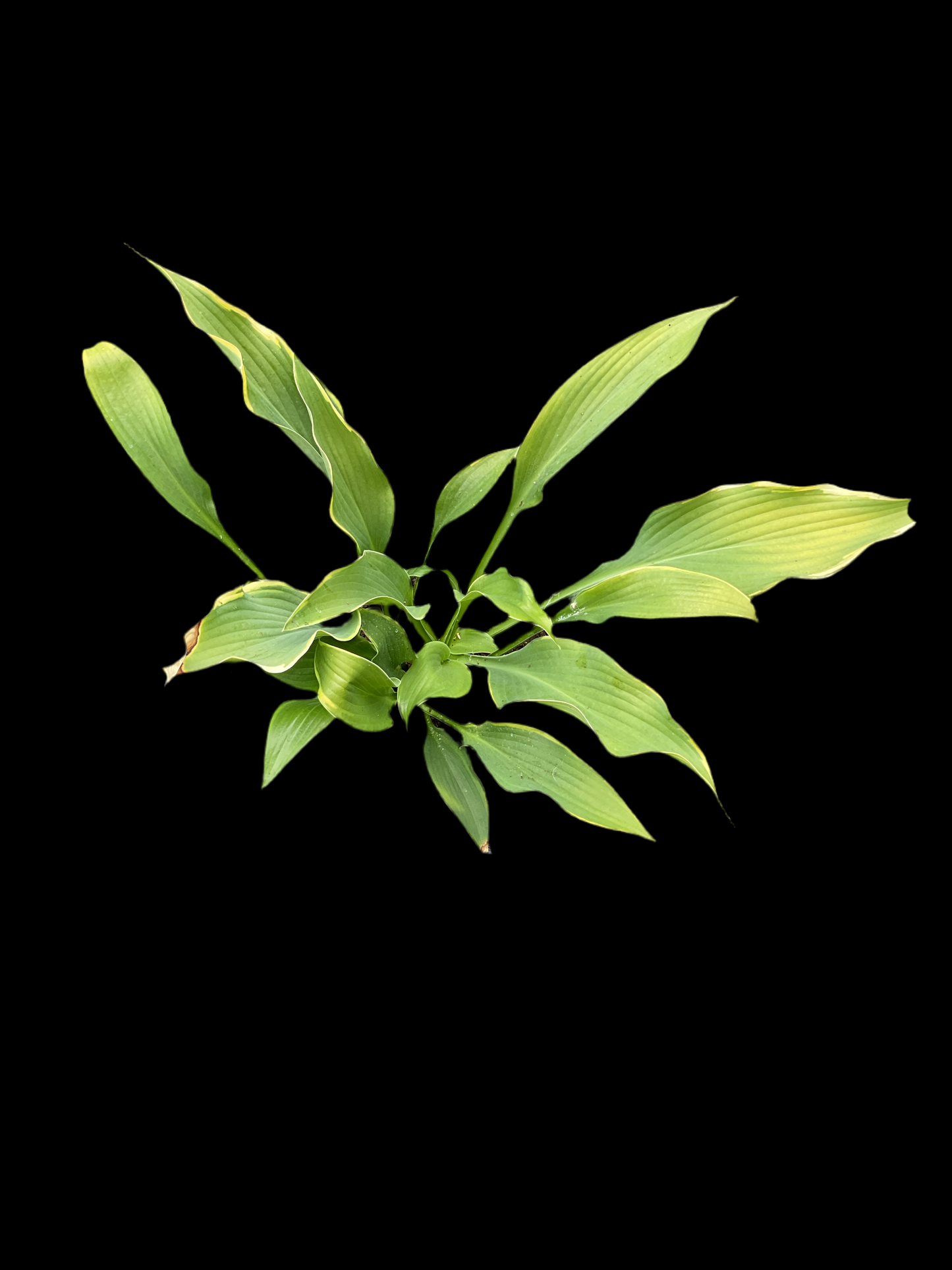 Hosta ‘Abba Dabba Do’