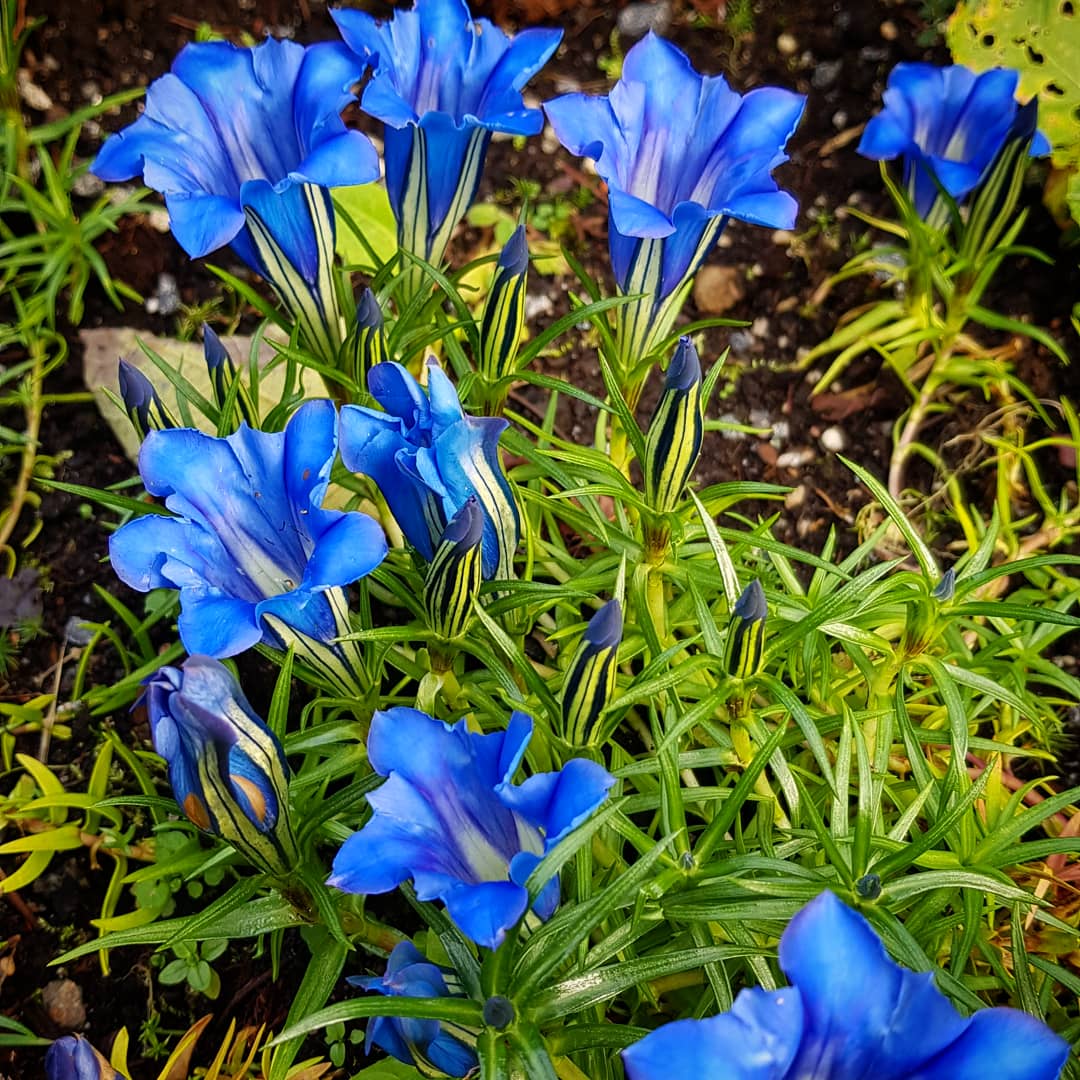 Gentiana sino-ornata ‘Borge’ P 9x9 cm
