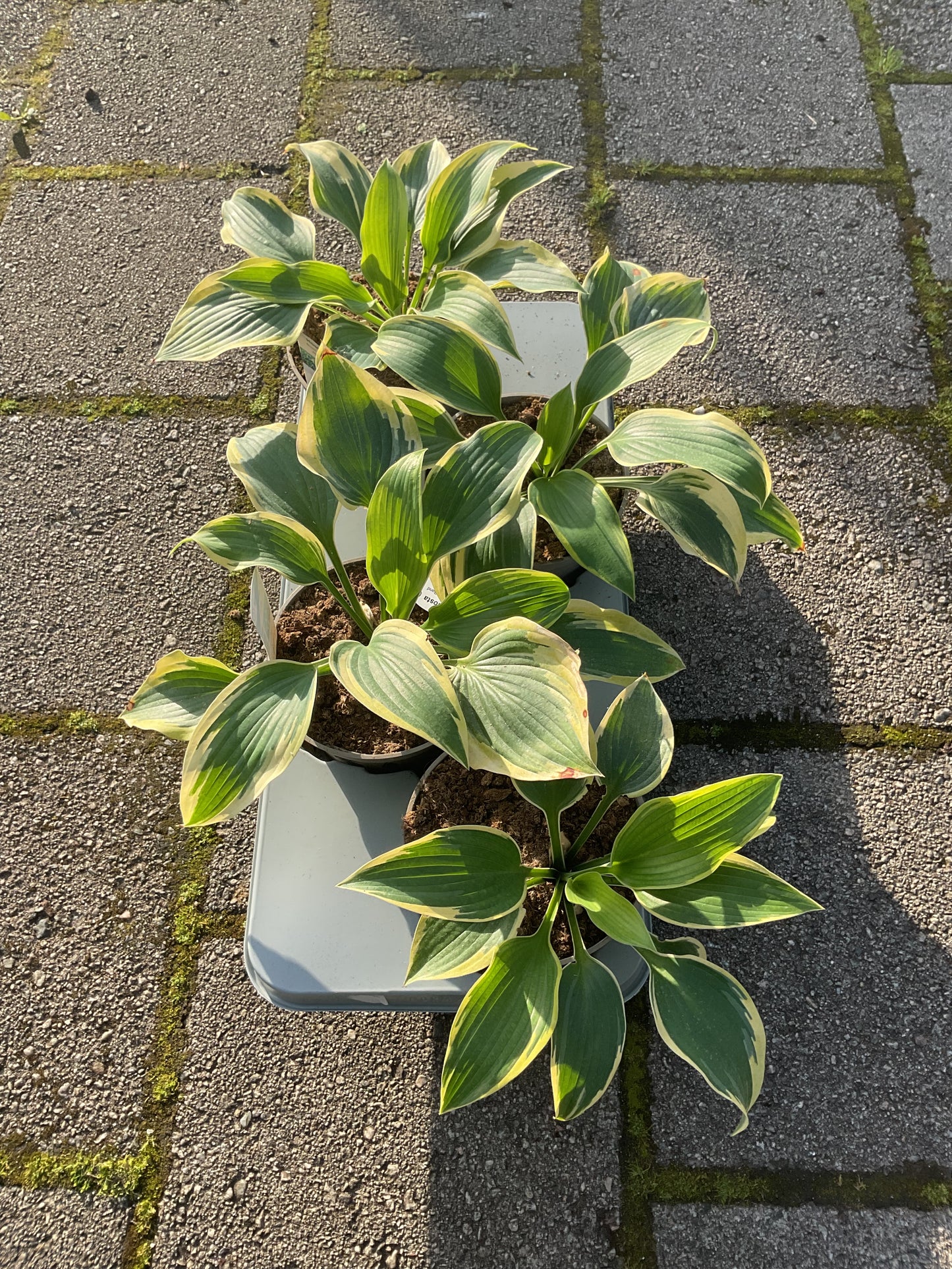 Hosta ‘Broad Band’