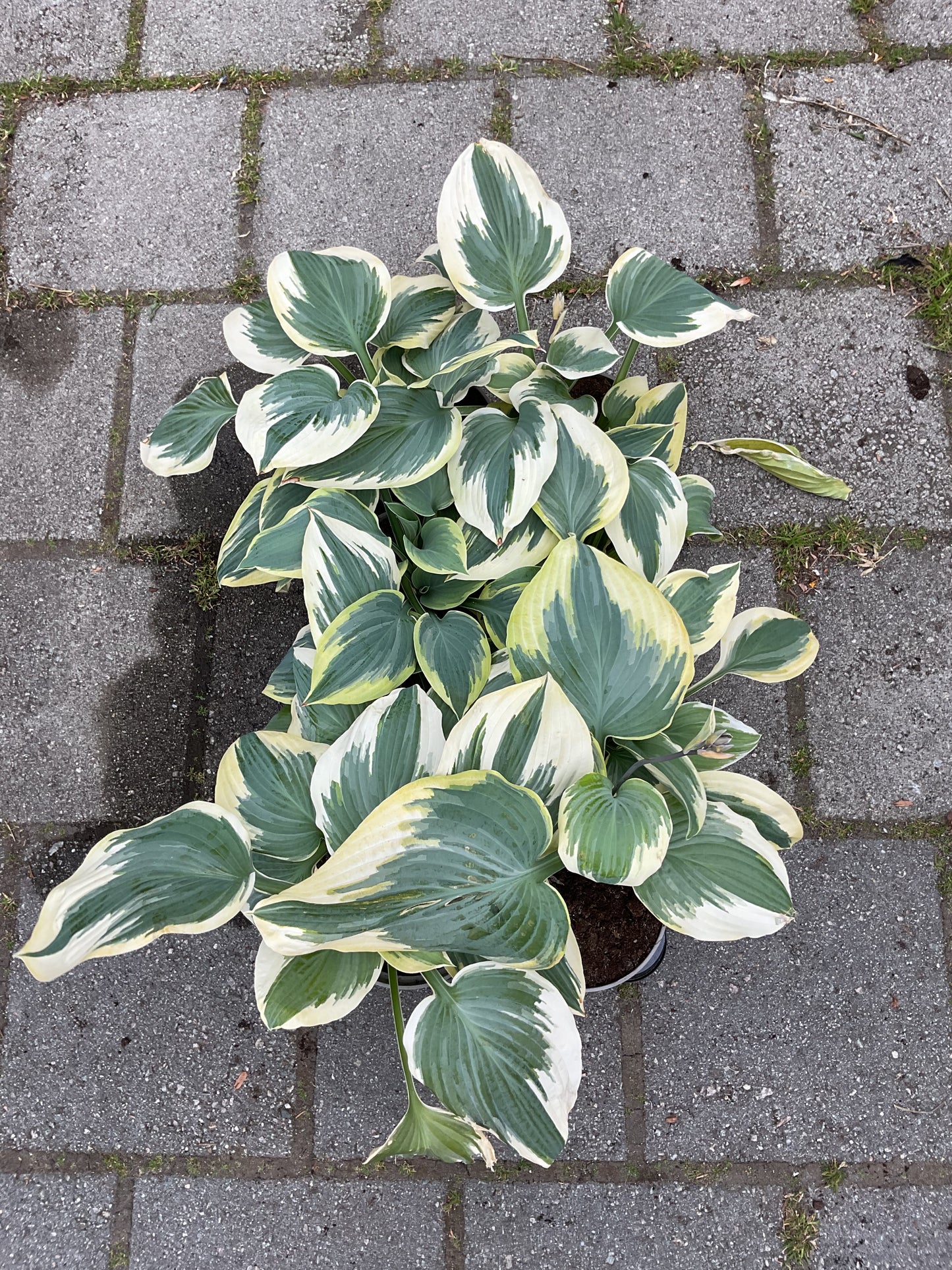Hosta ‘Robert Frost’