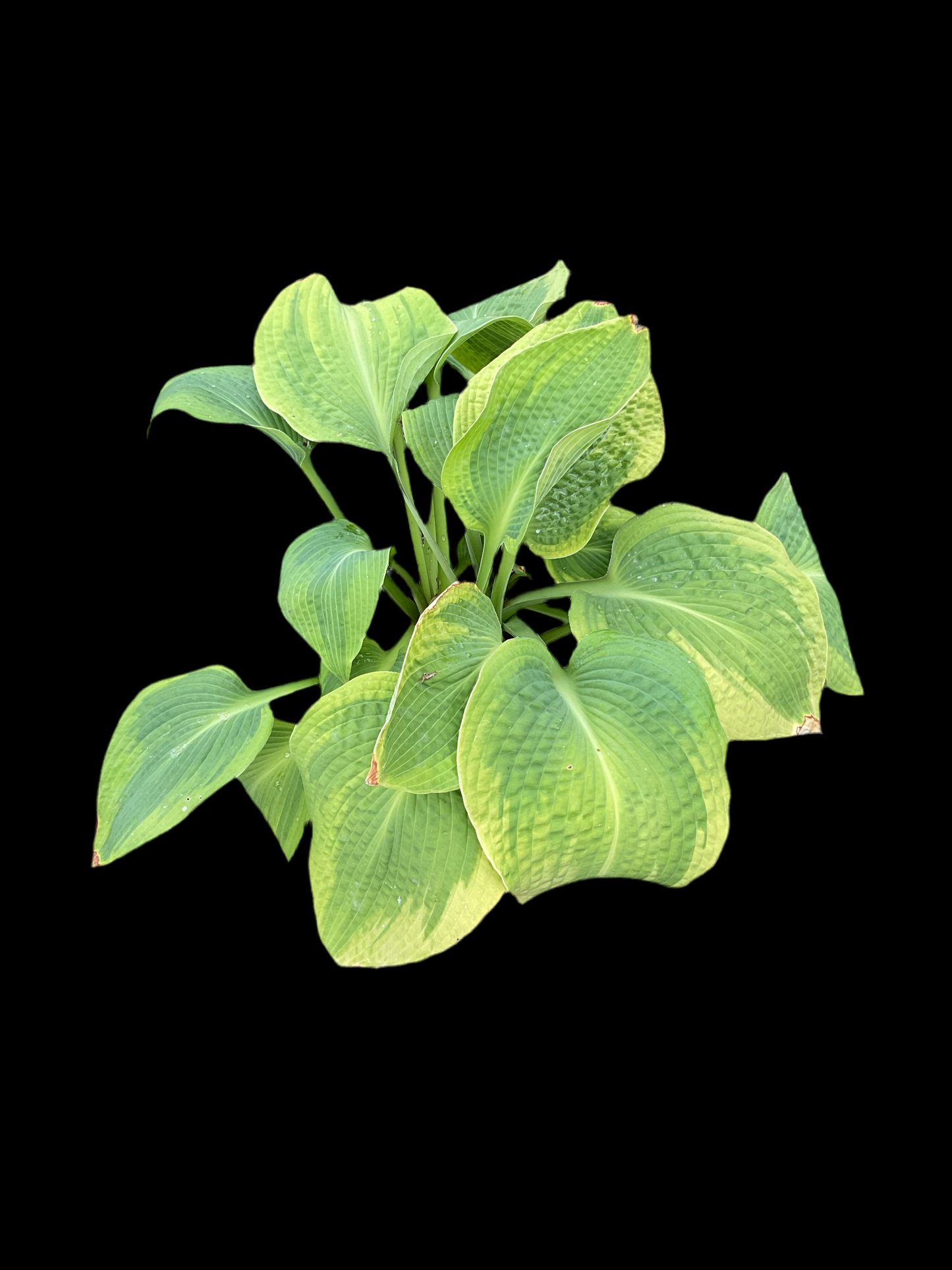 Hosta ‘Climax’ P17