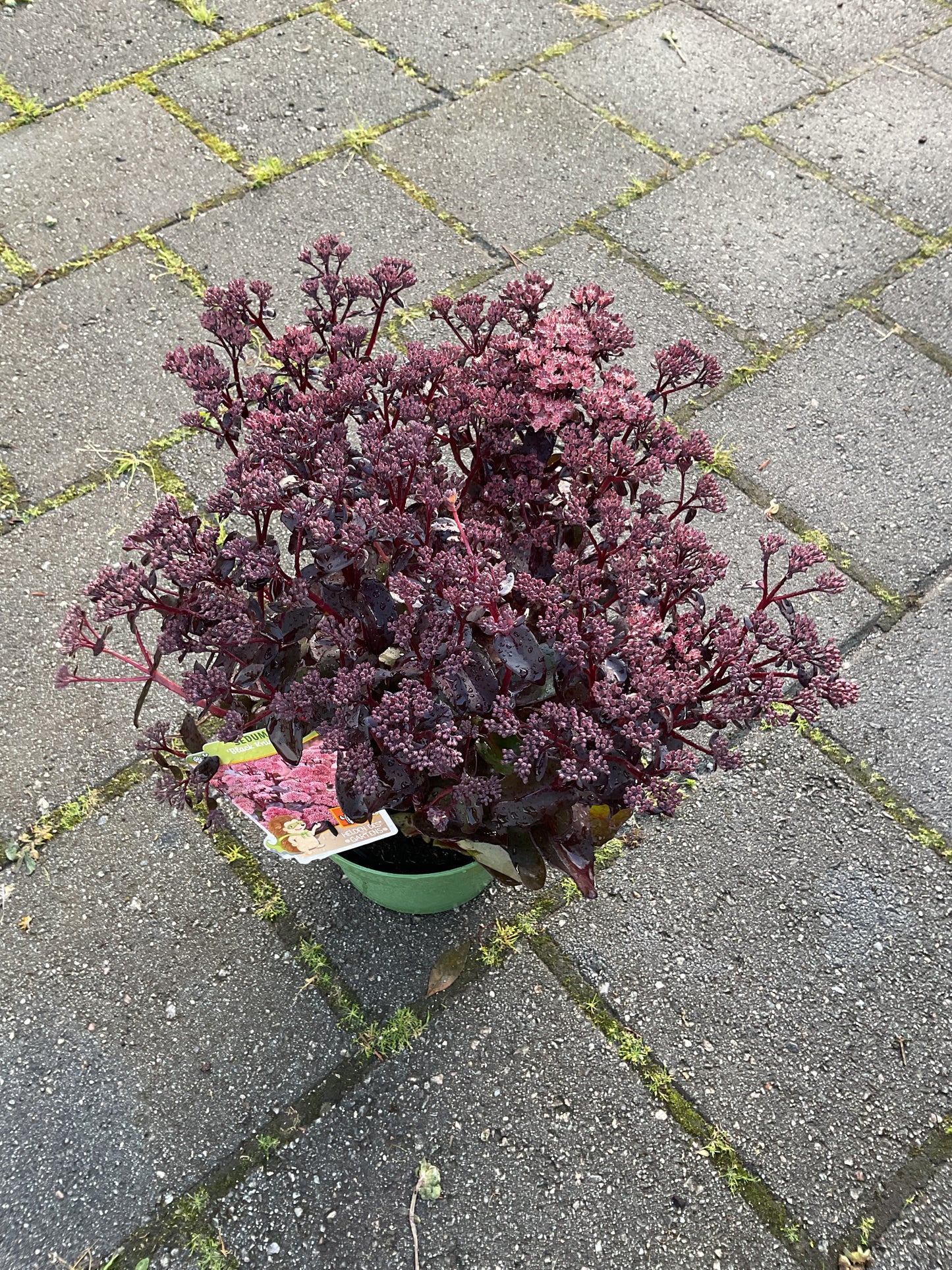 Sedum telephium ‘Black Knight’ P19