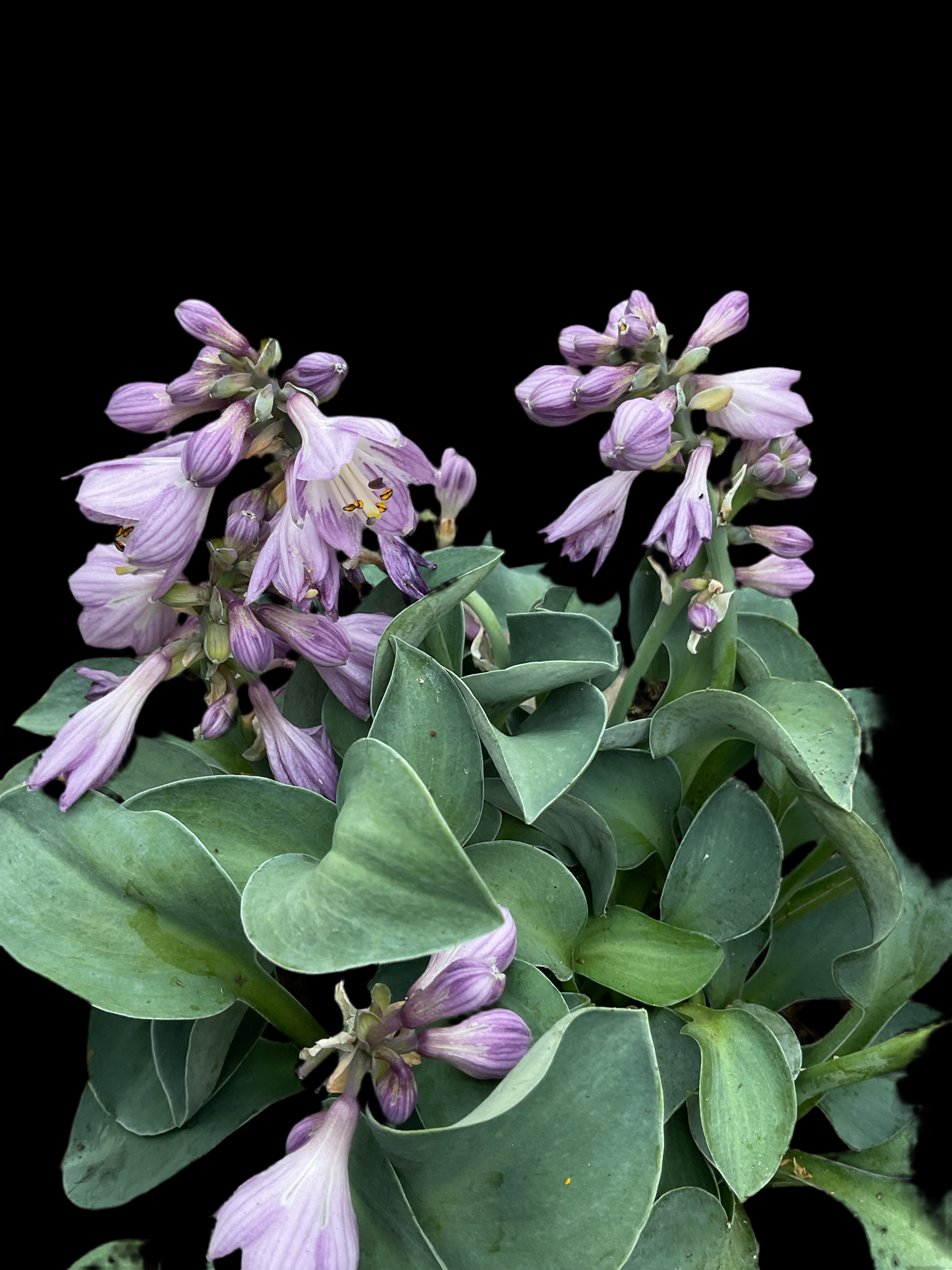 Hosta ‘Blue Mouse Ears’ P12