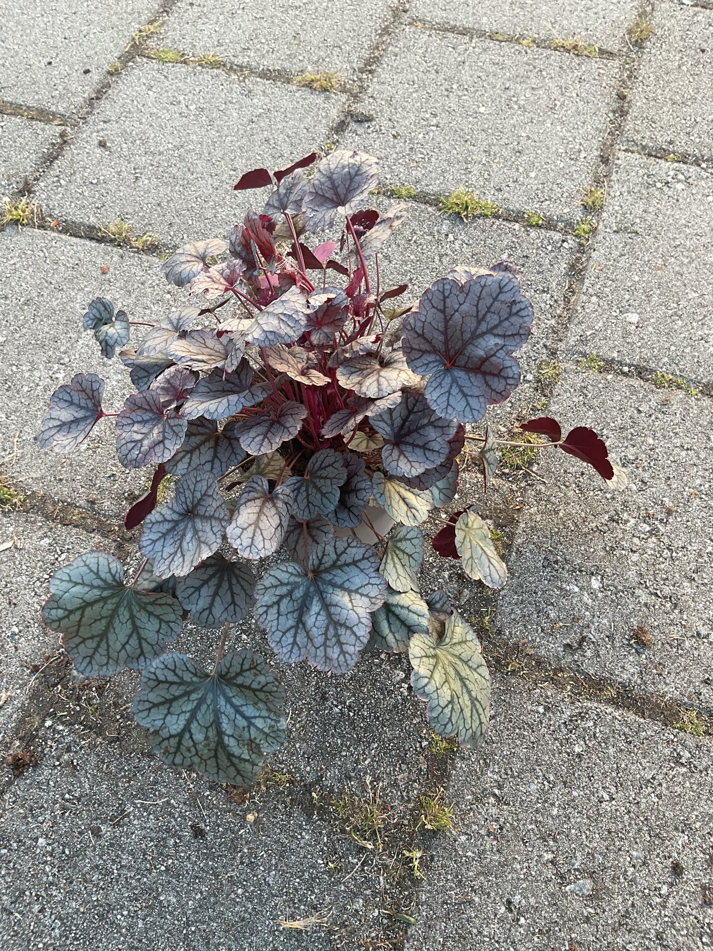 Heuchera ‘Silver Scrolls’ P15
