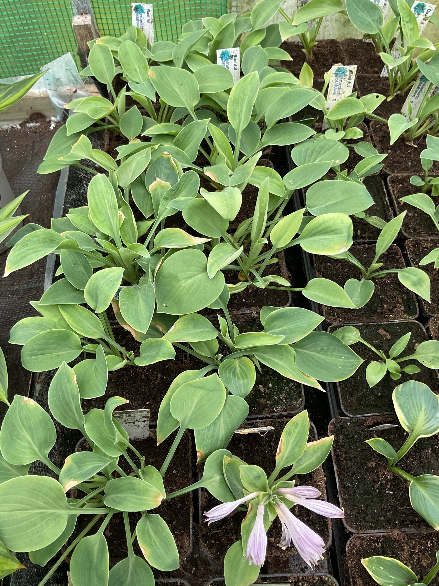 Hosta ‘Bashful’