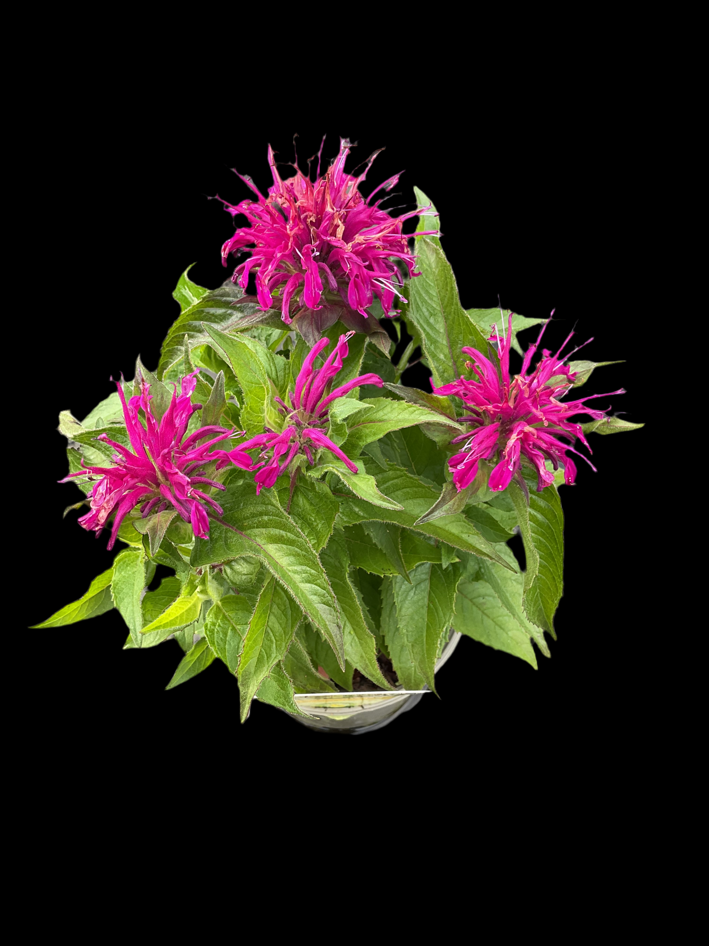 Monarda didyma ‘Pink Lace’ P13