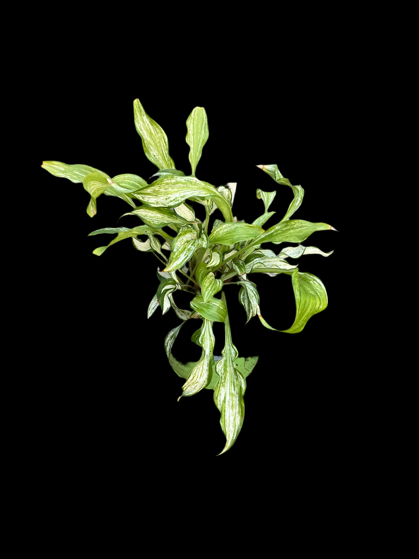 Hosta ‘Kiwi Spearmint’