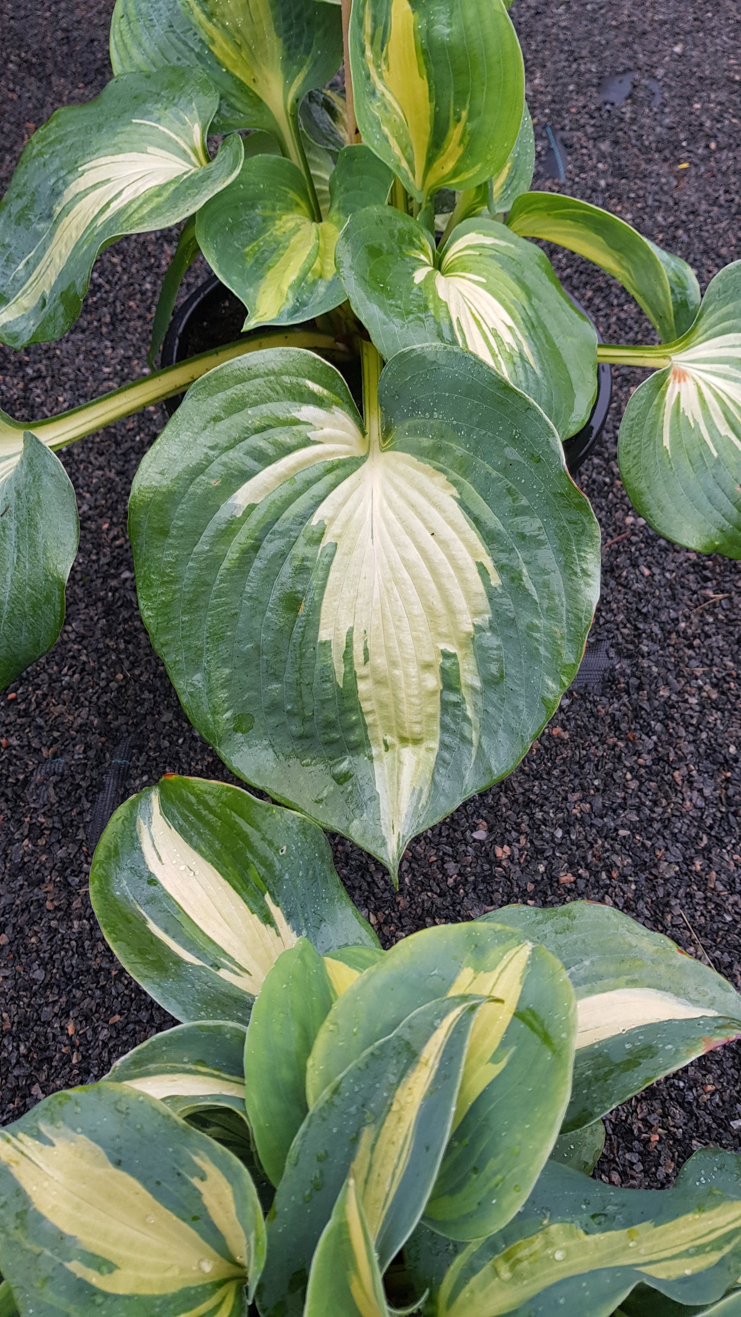 Hosta ‘Dream Weaver’