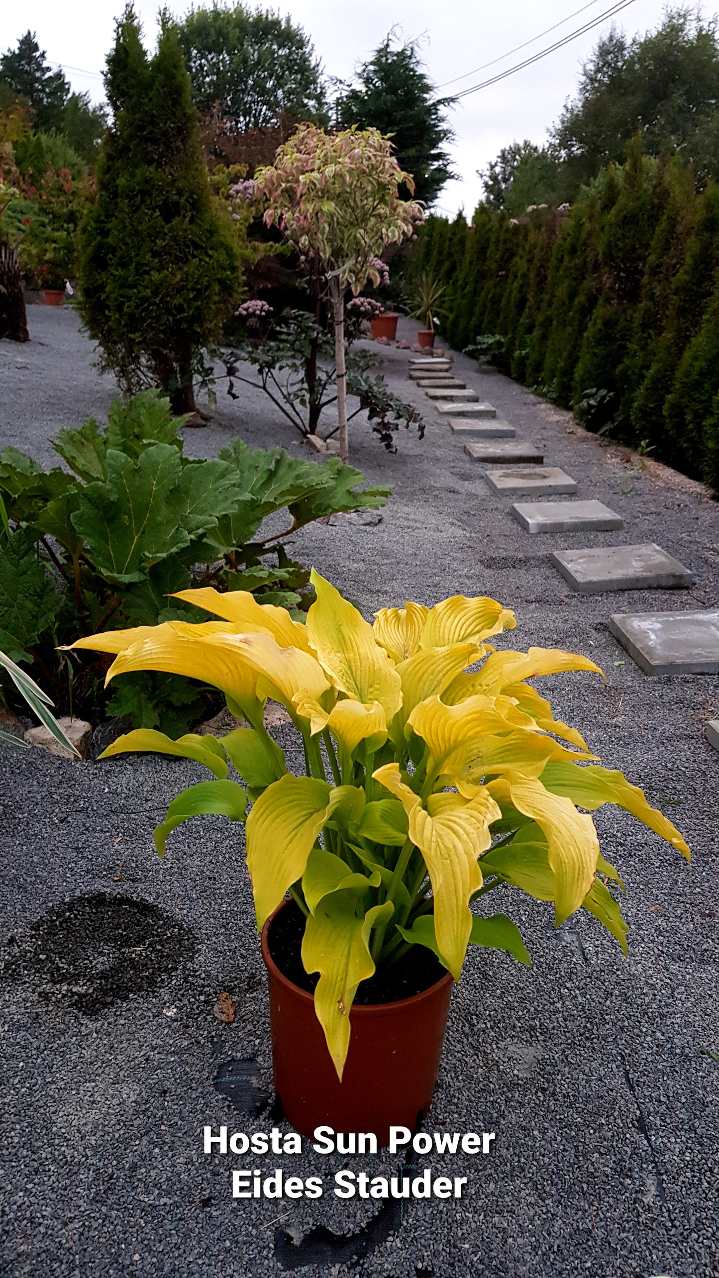 Hosta ‘Sun Power’ P15