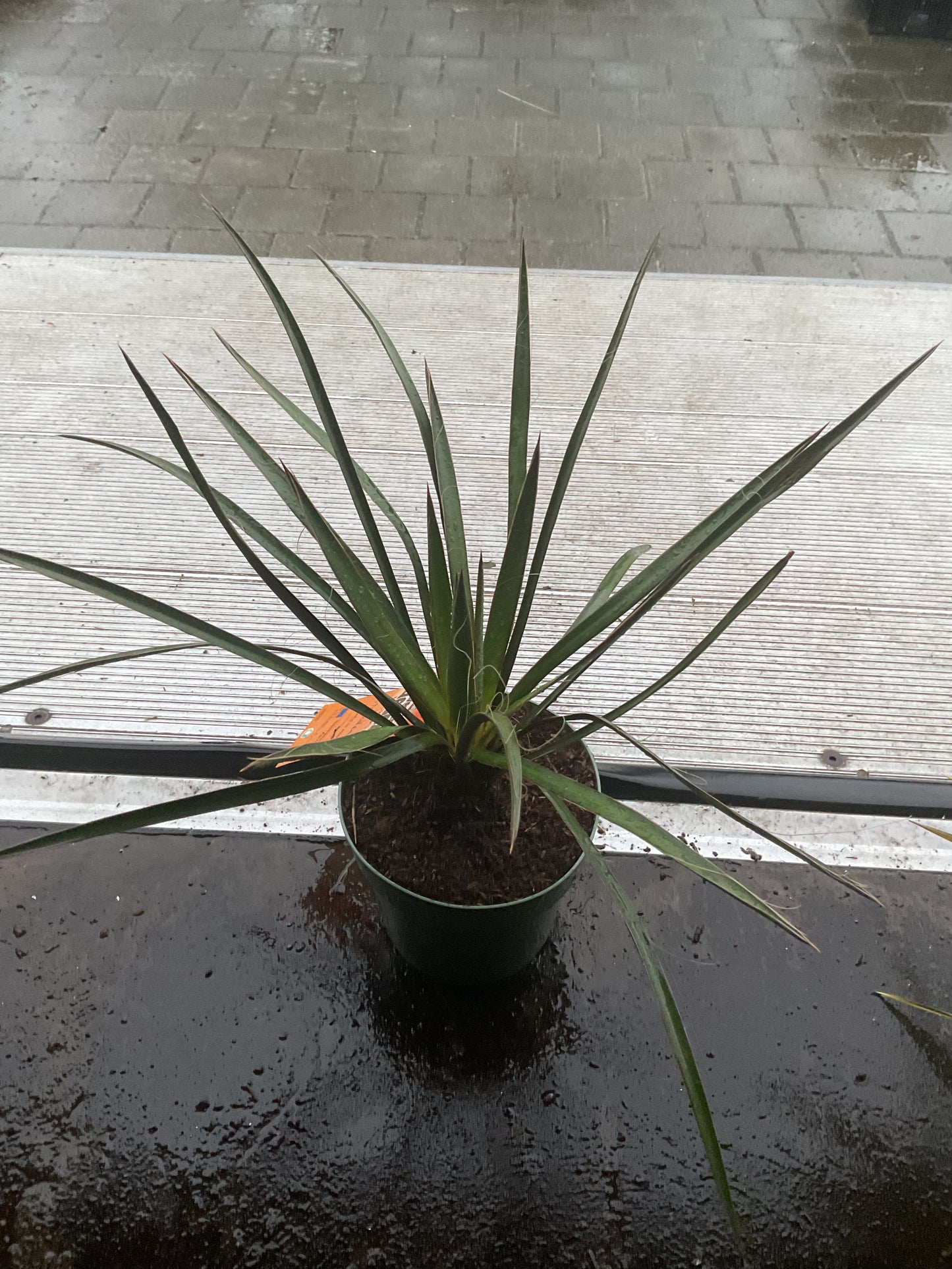 Yucca filamentosa, grønn P20