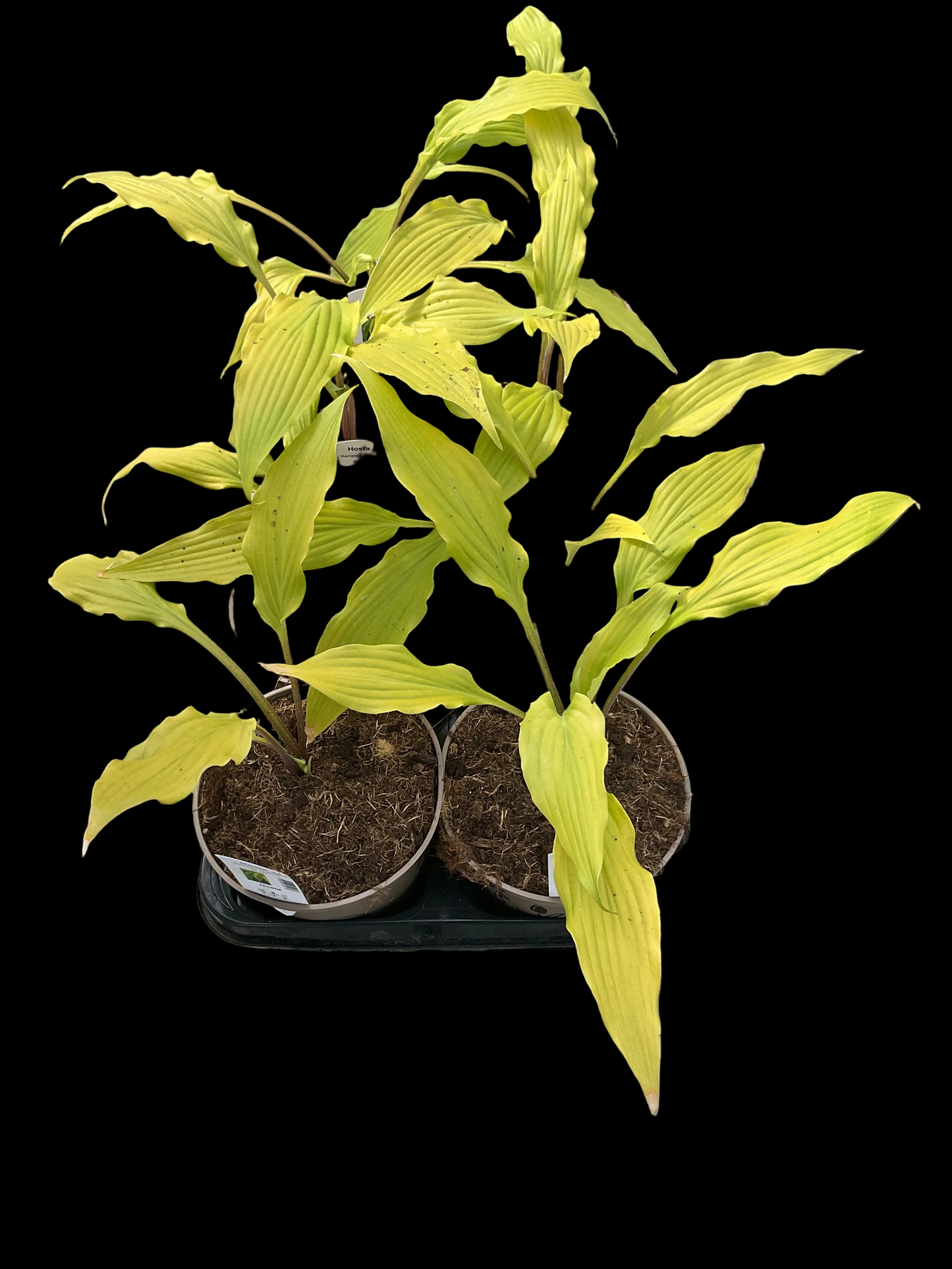 Hosta ‘Kempen Waving Shadow’ P15