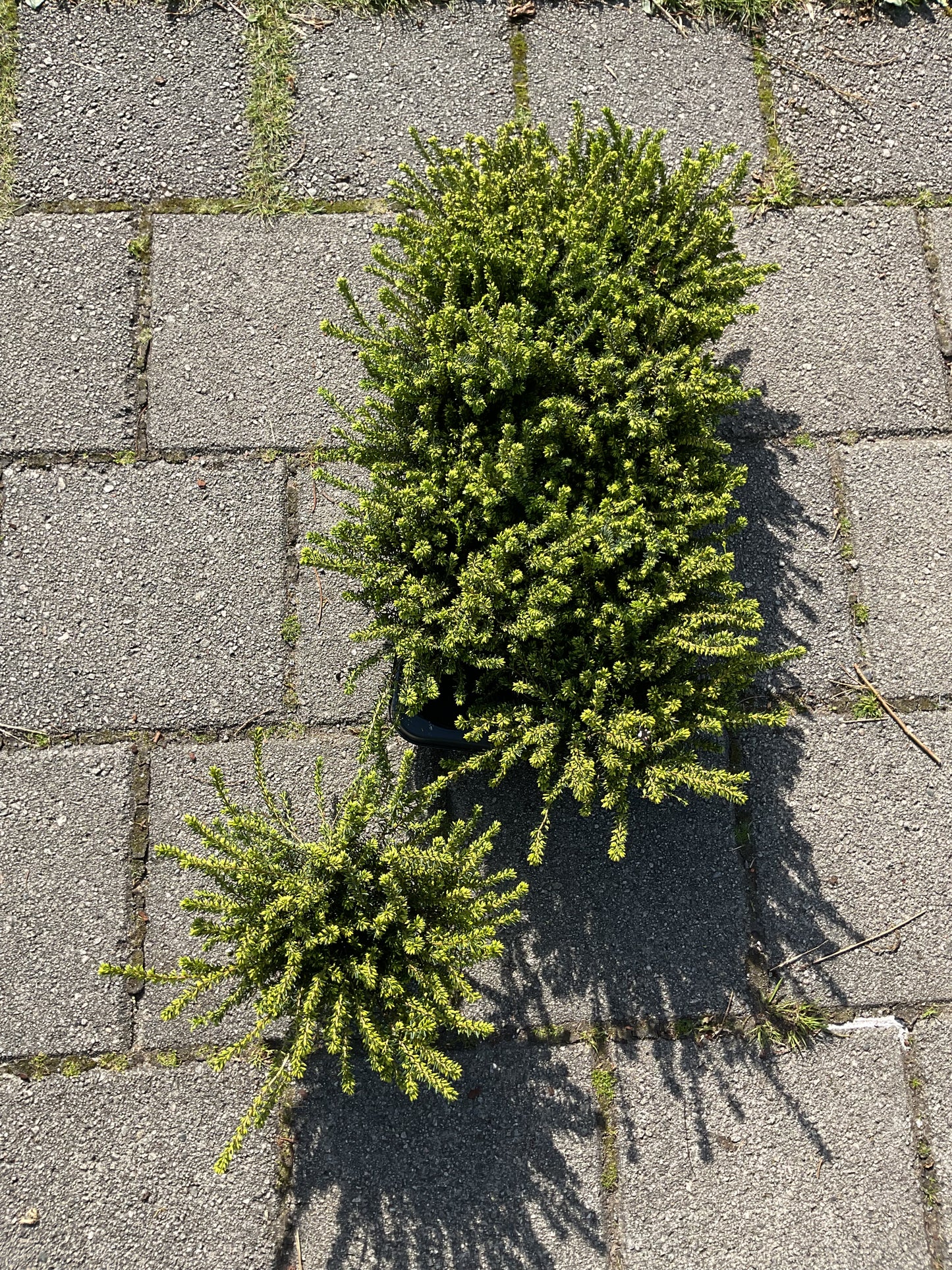 Erica x darleyensis 'White Perfection' P11