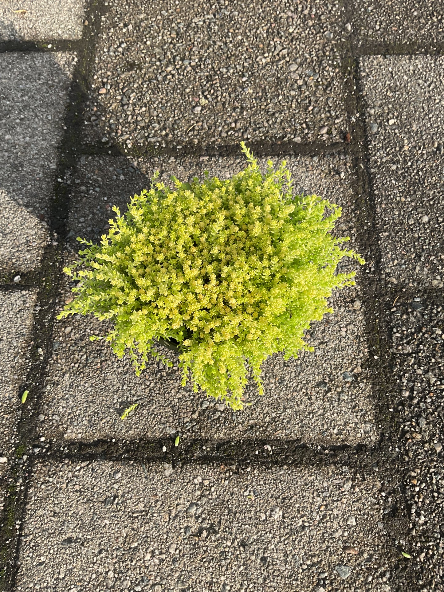 Sedum acre ‘Yellow Queen’ P13