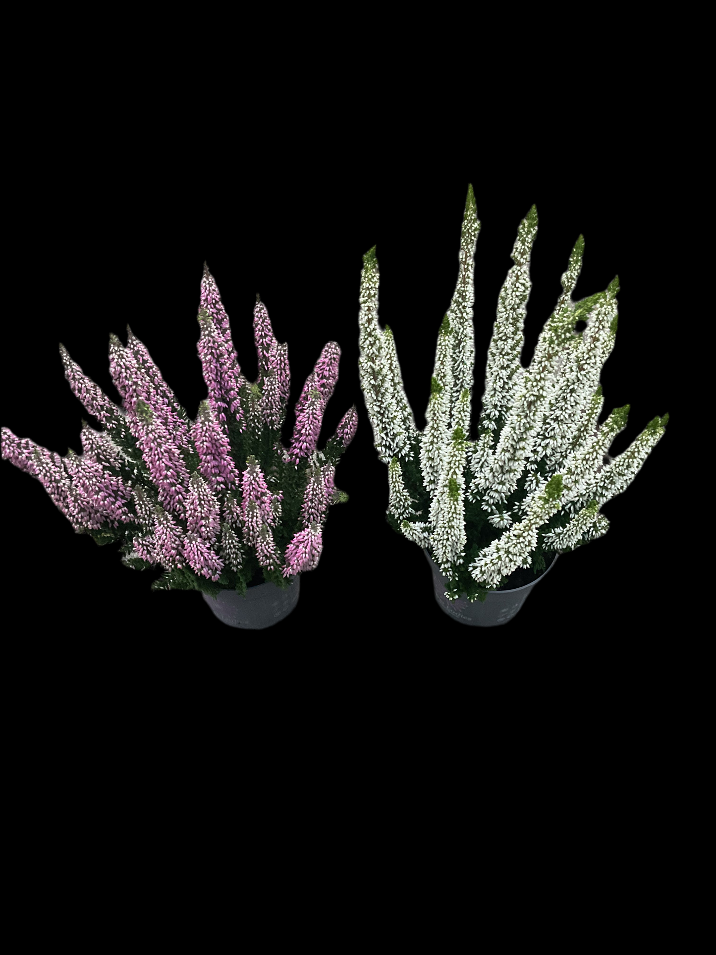 Calluna vulgaris ‘First Ladies’ Pink P10