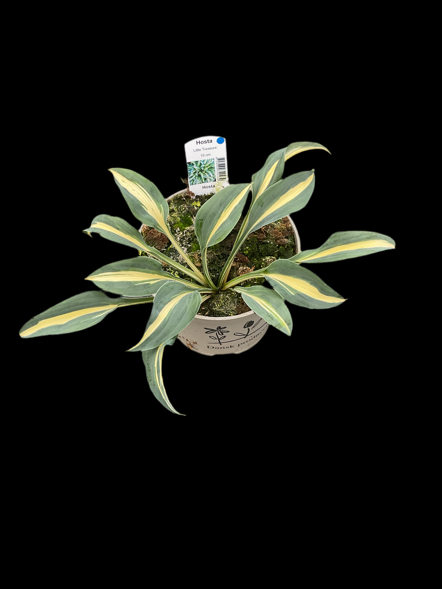 Hosta ‘Little Treasure’ P15