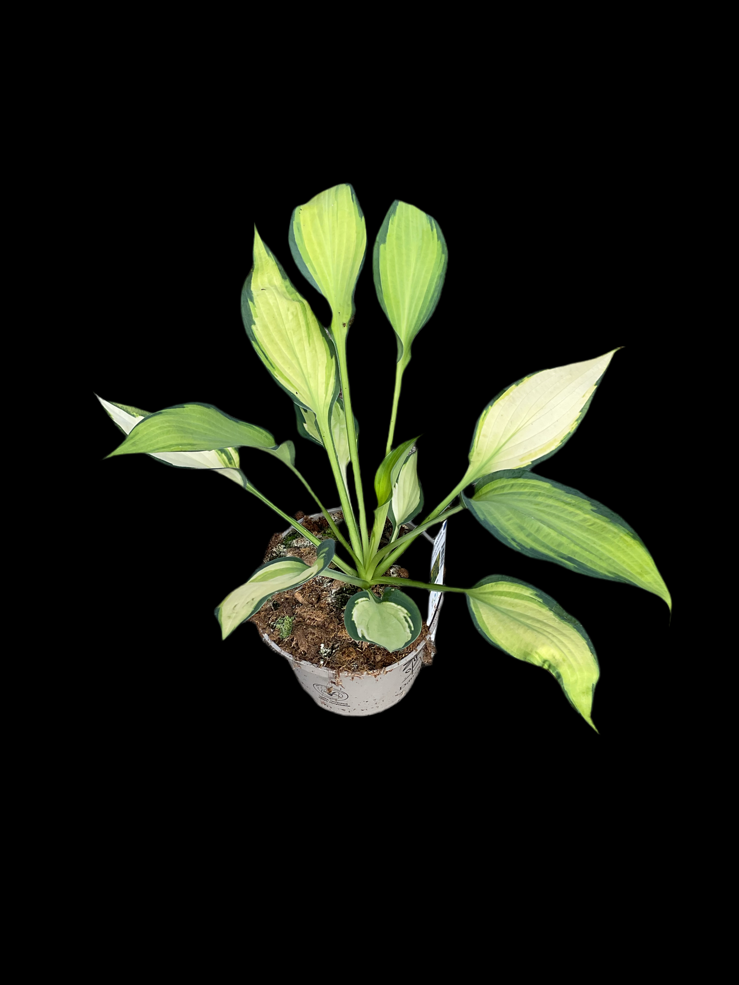 Hosta ‘Orange Marmalade’ P15