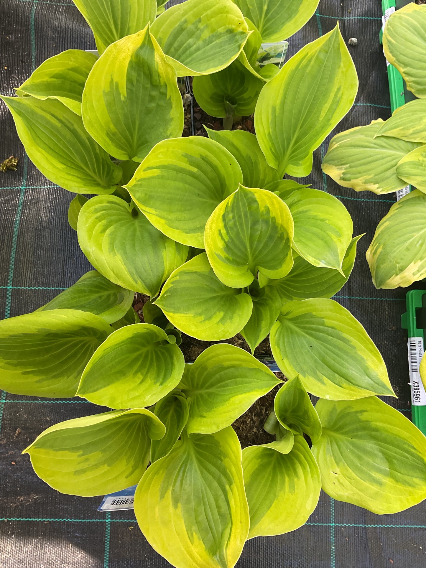 Hosta ‘Summer Lovin’