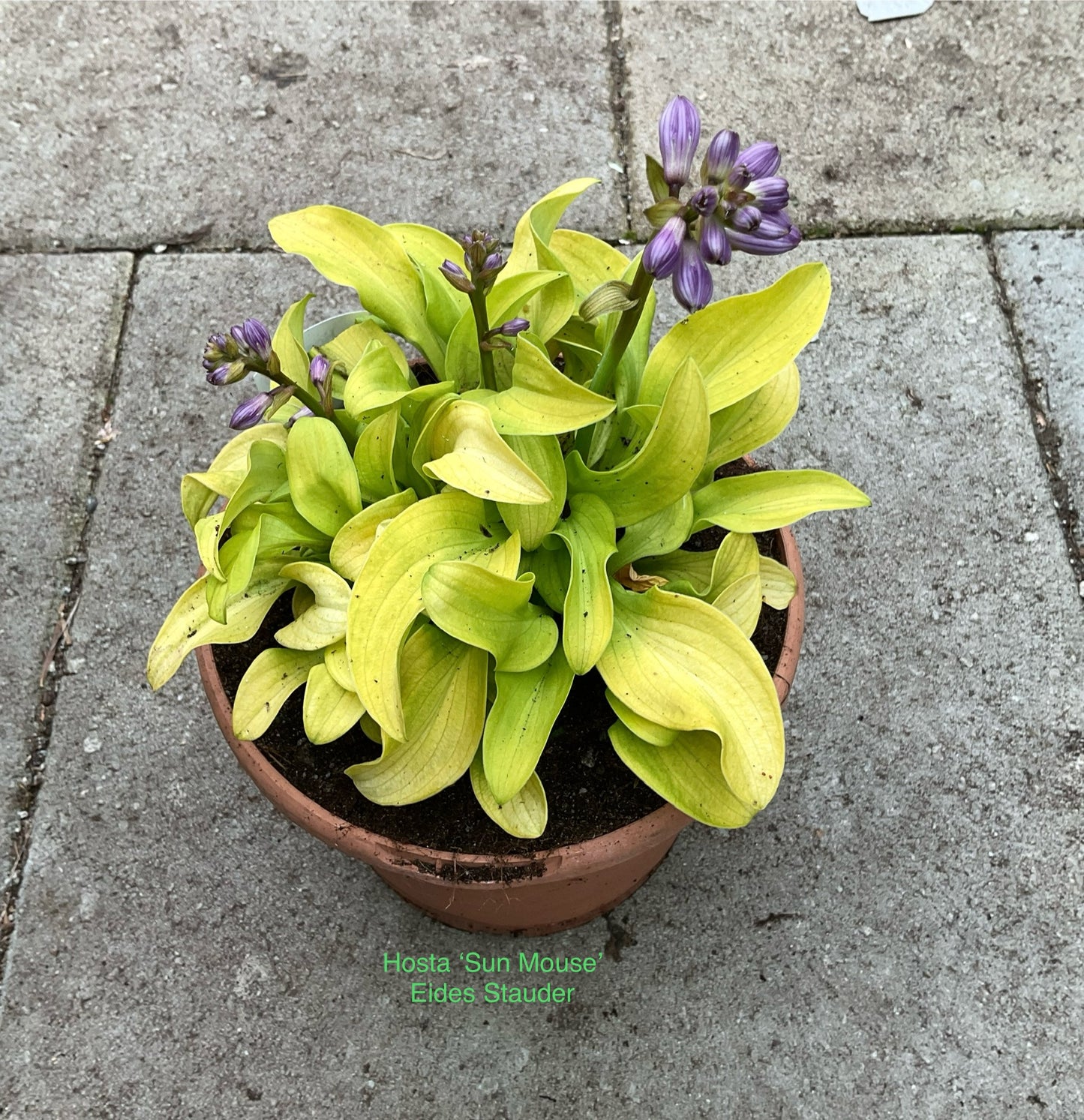 Hosta ‘Sun Mouse’ P15