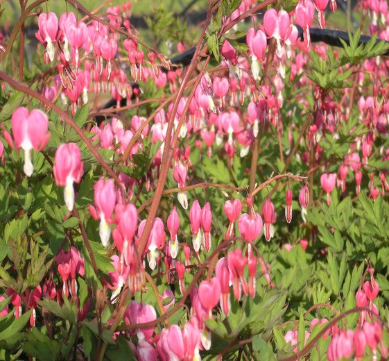 Dicentra spectabilis