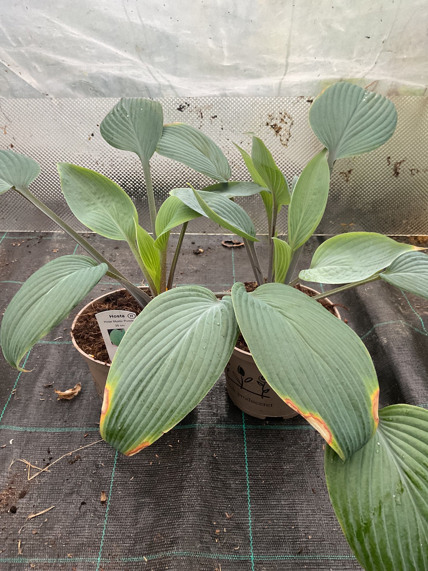 Hosta ‘Holar Mystic Purple’ P15