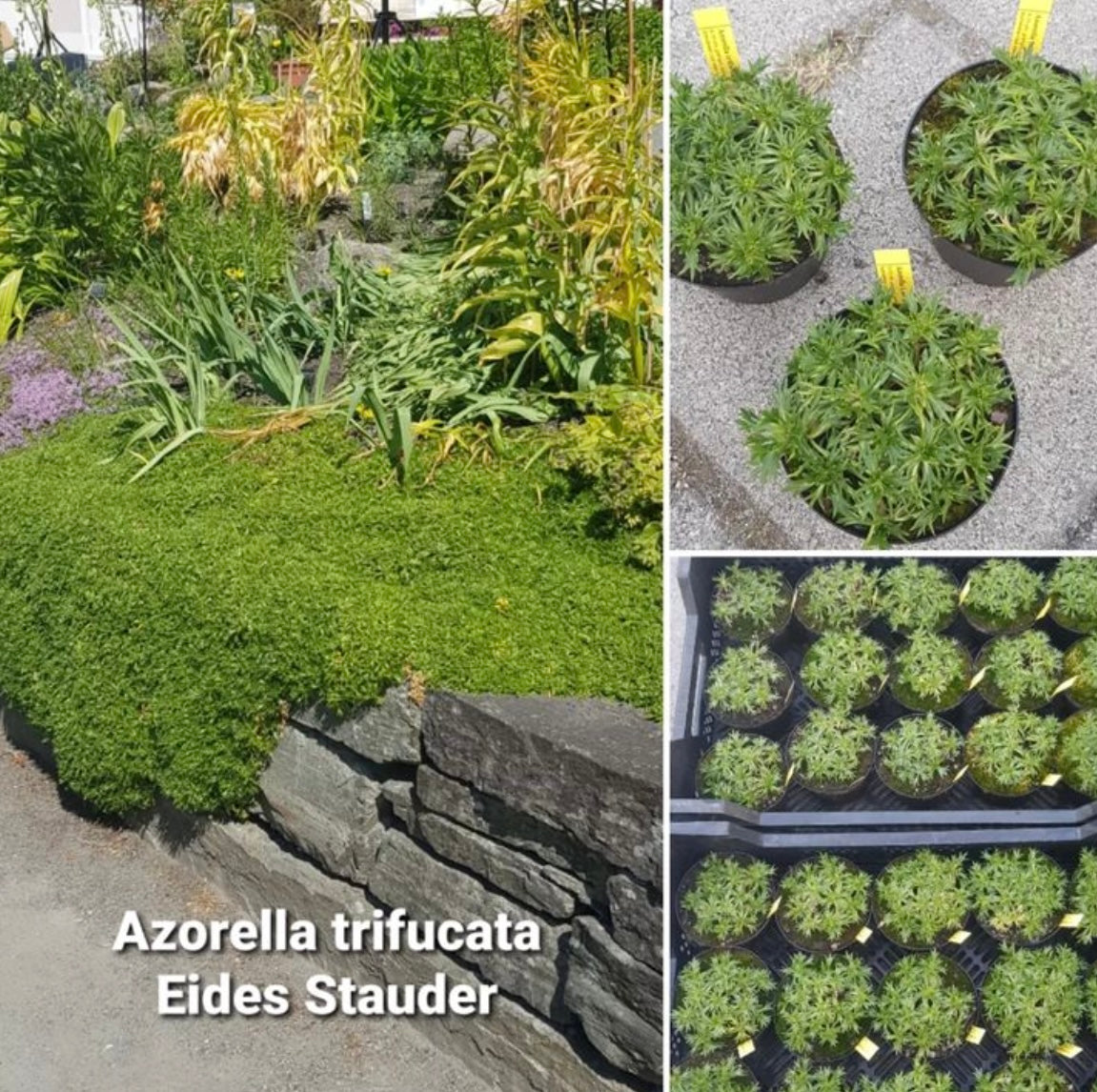 Azorella trifurcata Kolleksjon 6 stk