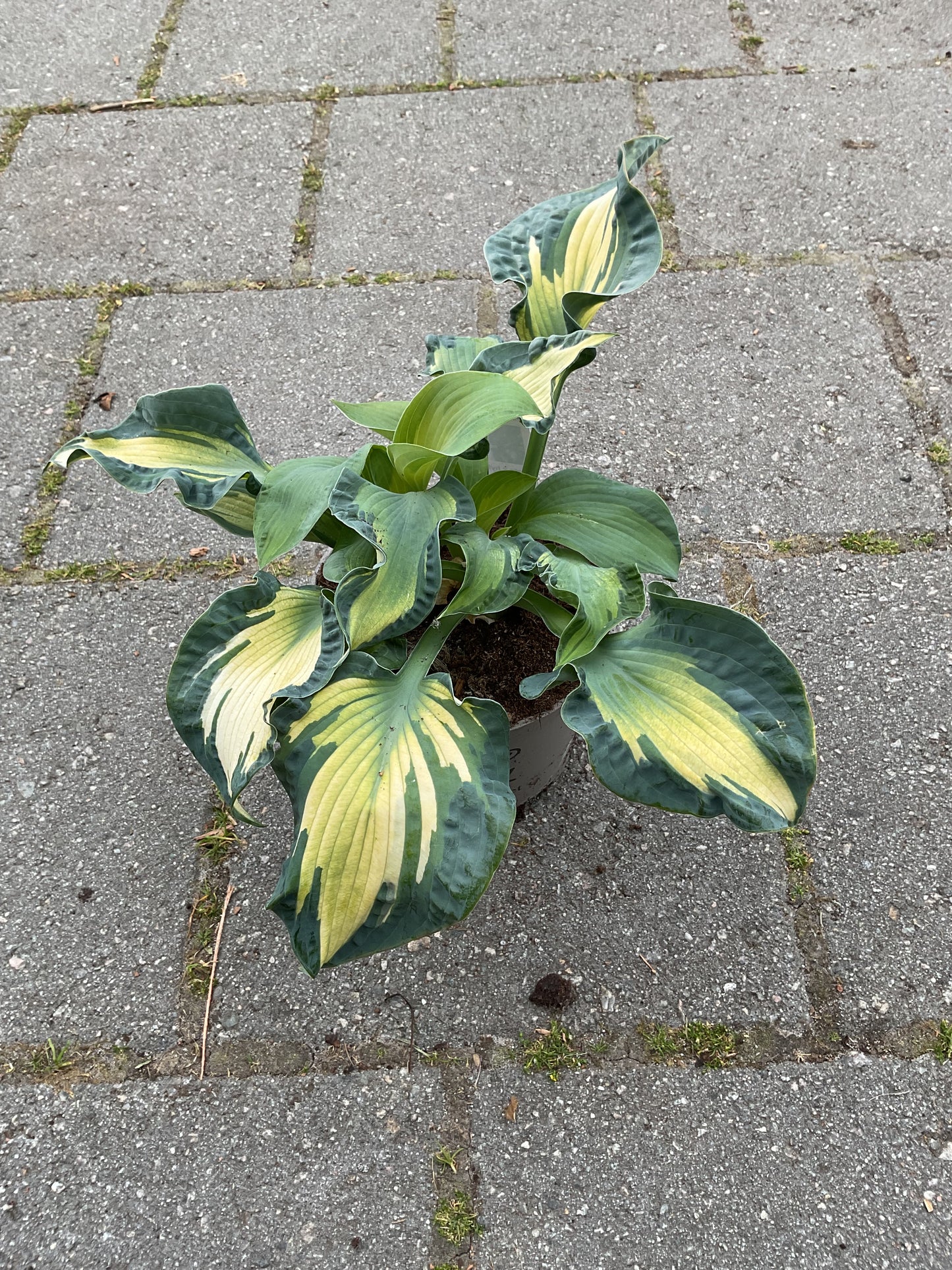 Hosta ‘Golden Meadows’ P15