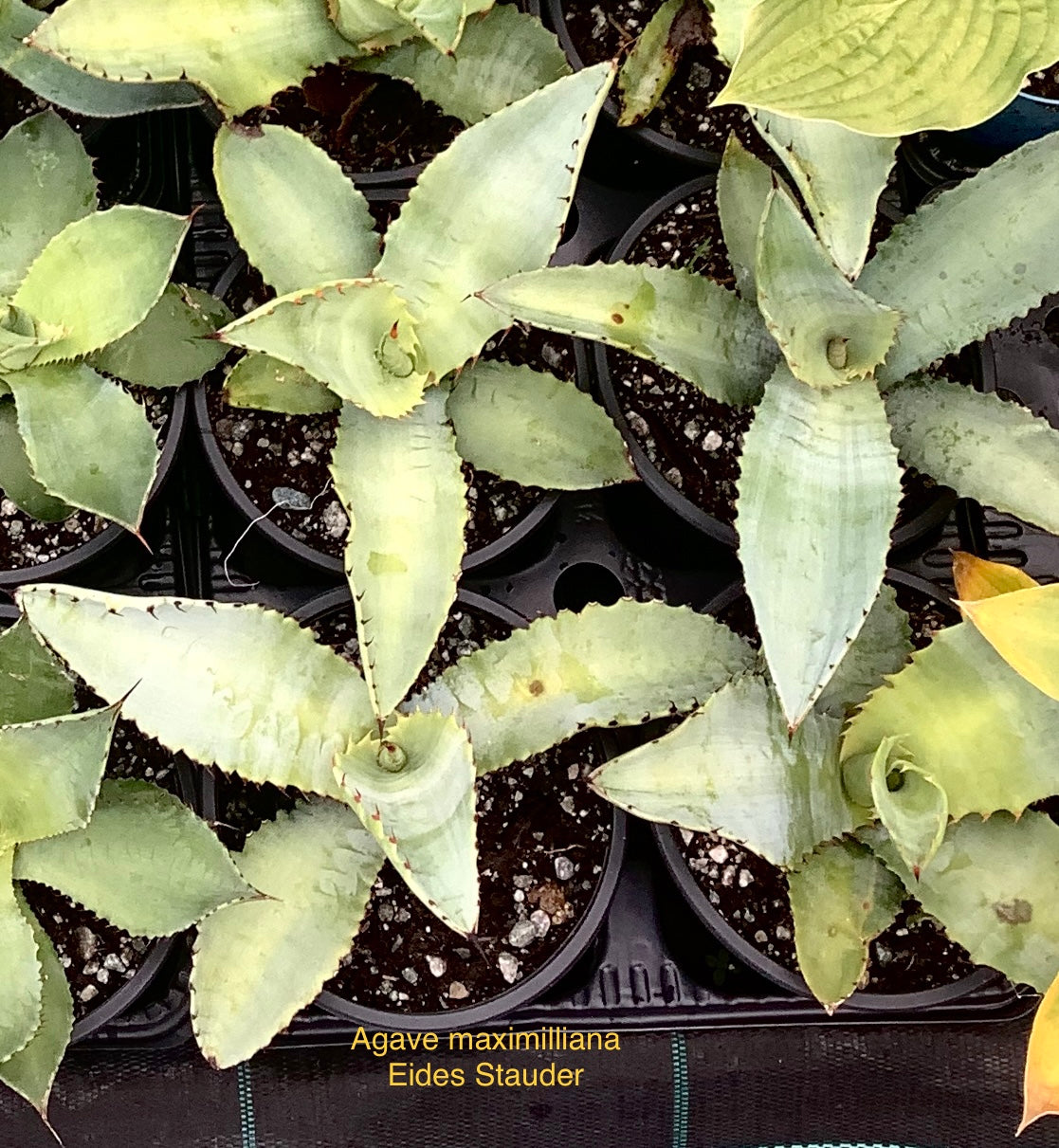 Agave maximiliana P14