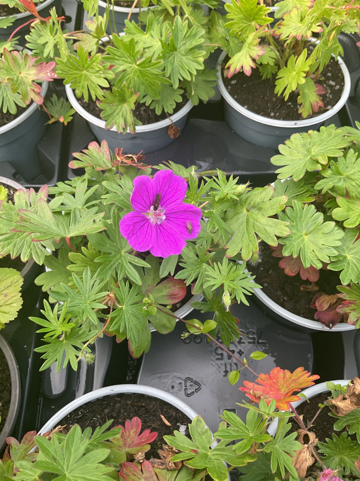 Geranium sanguineum P13