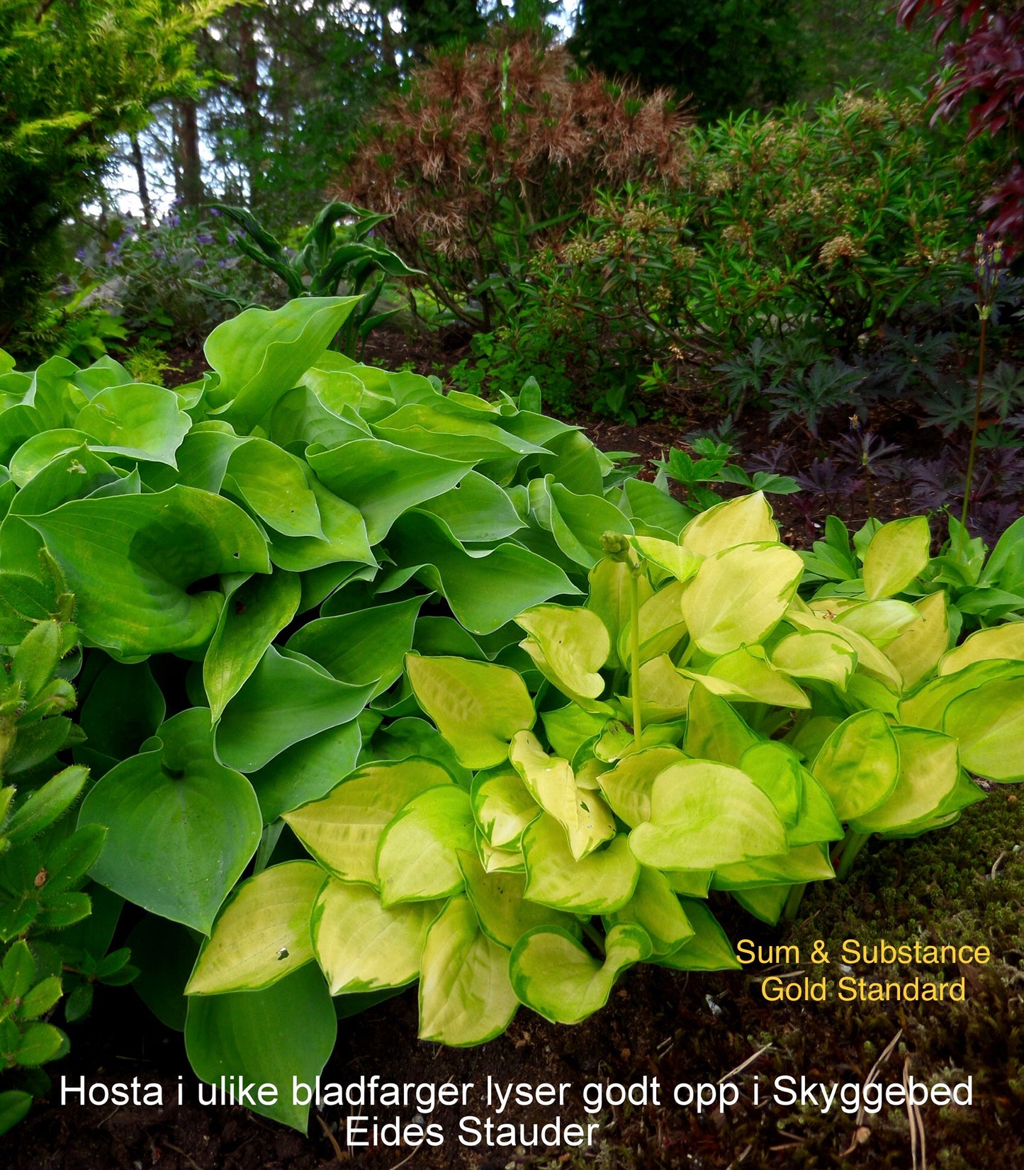 Hosta ‘Sum and Substance’
