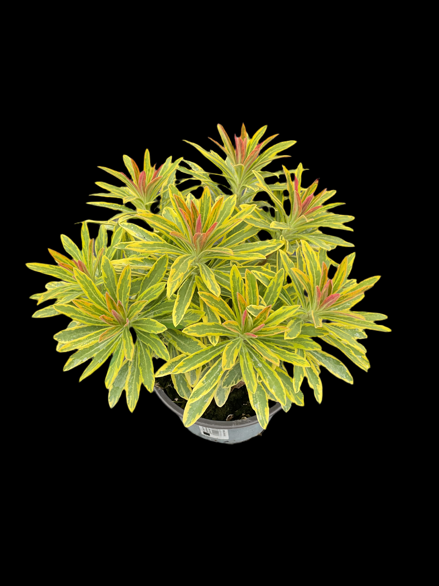 Euphorbia x martinii ‘Ascot Rainbow’ P13