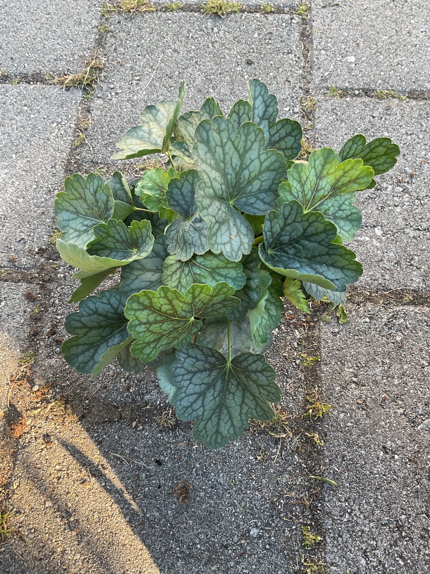 Heuchera ‘Peppermint Spice’ P15