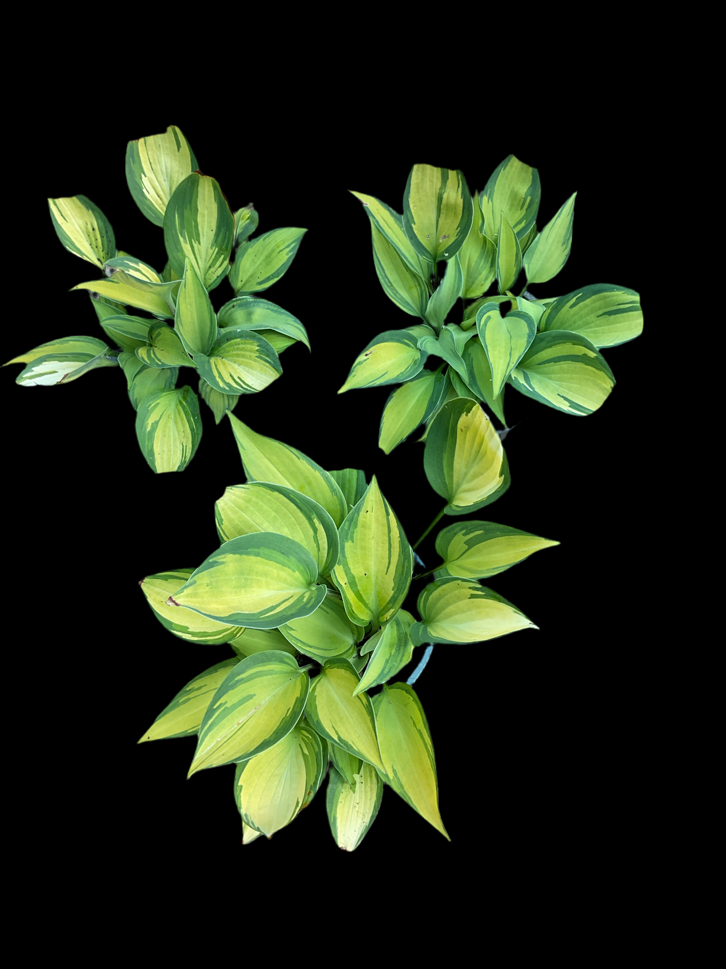 Hosta ‘Dinner Mint’