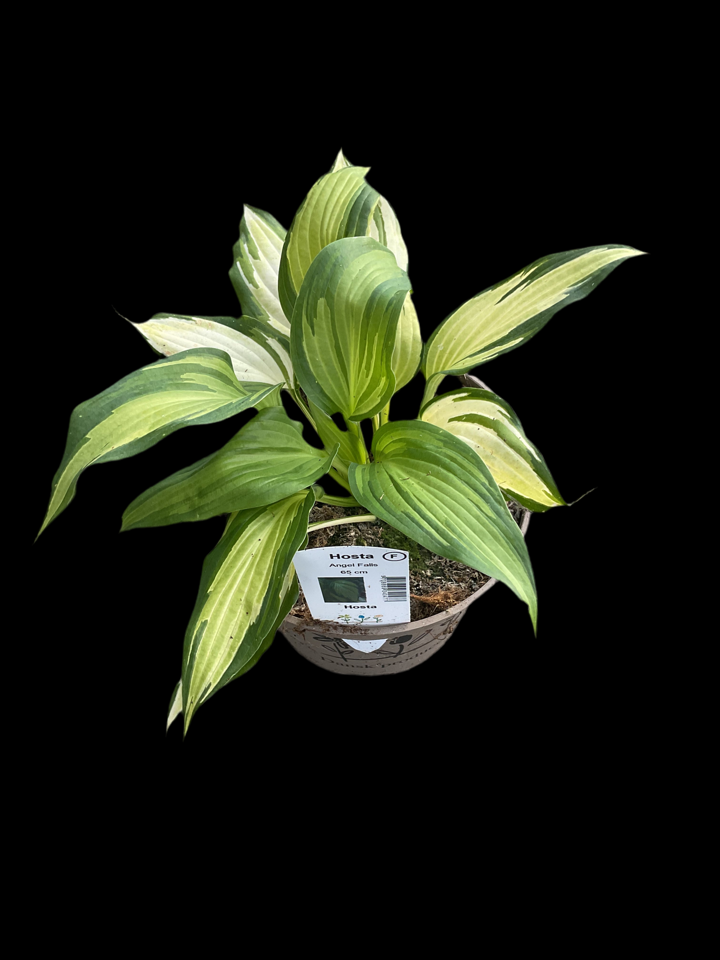 Hosta ‘Angel Falls’ P15