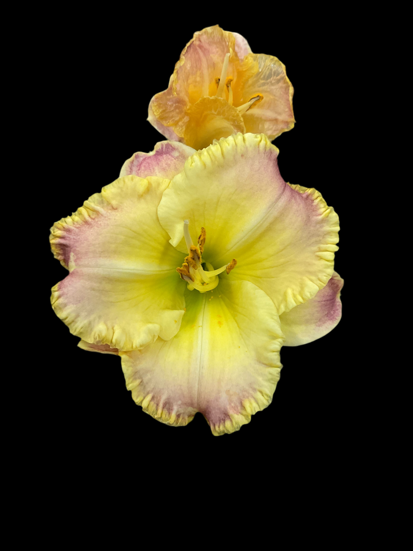 Hemerocallis ‘Blushing Ruffles’ P19