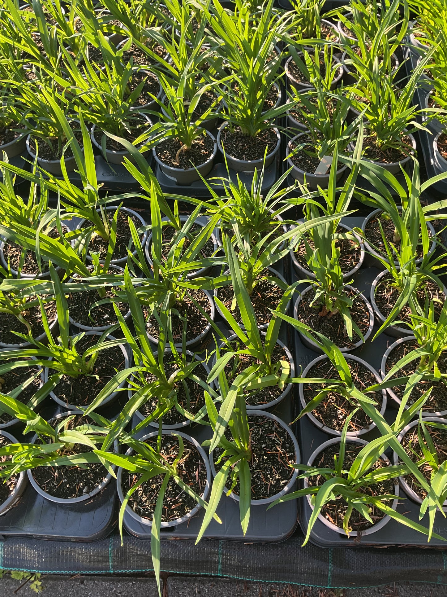 Hemerocallis ‘Red Rum’ P12