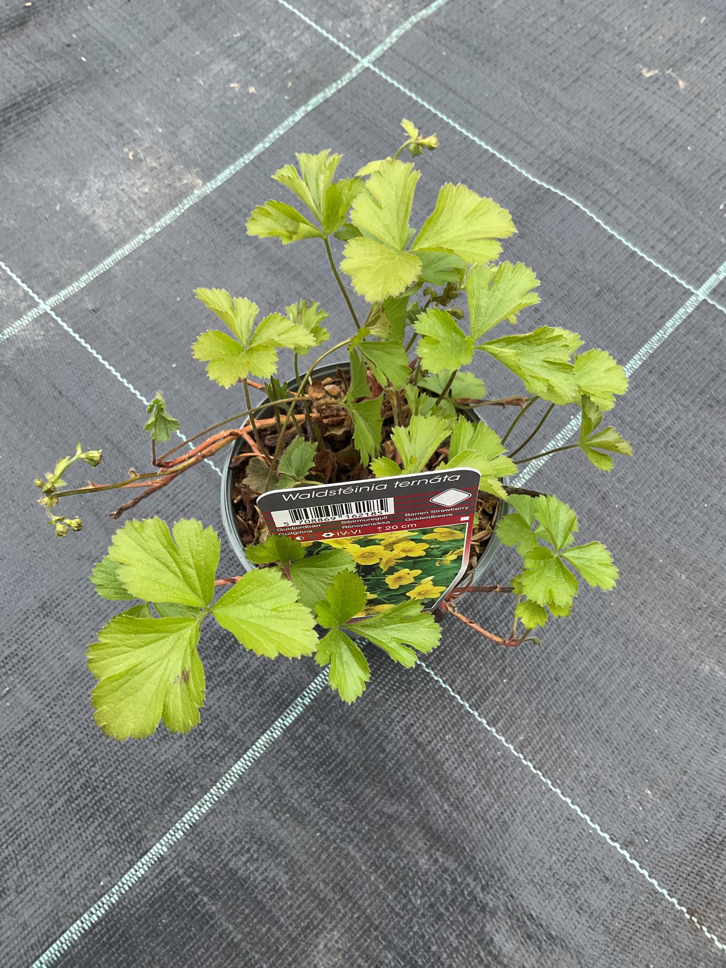 Waldsteinia ternata P11