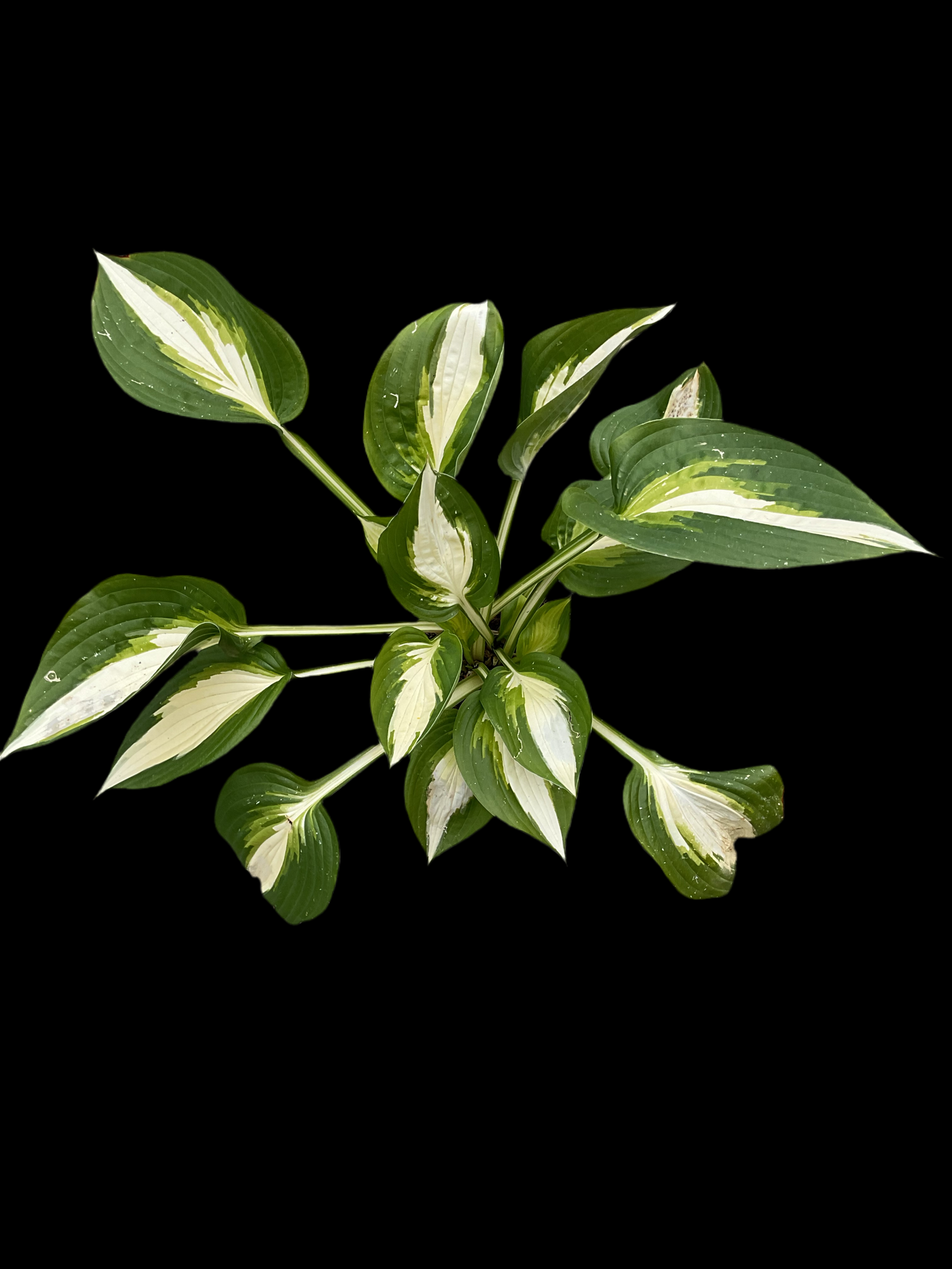Hosta ‘Ann Kulpa’