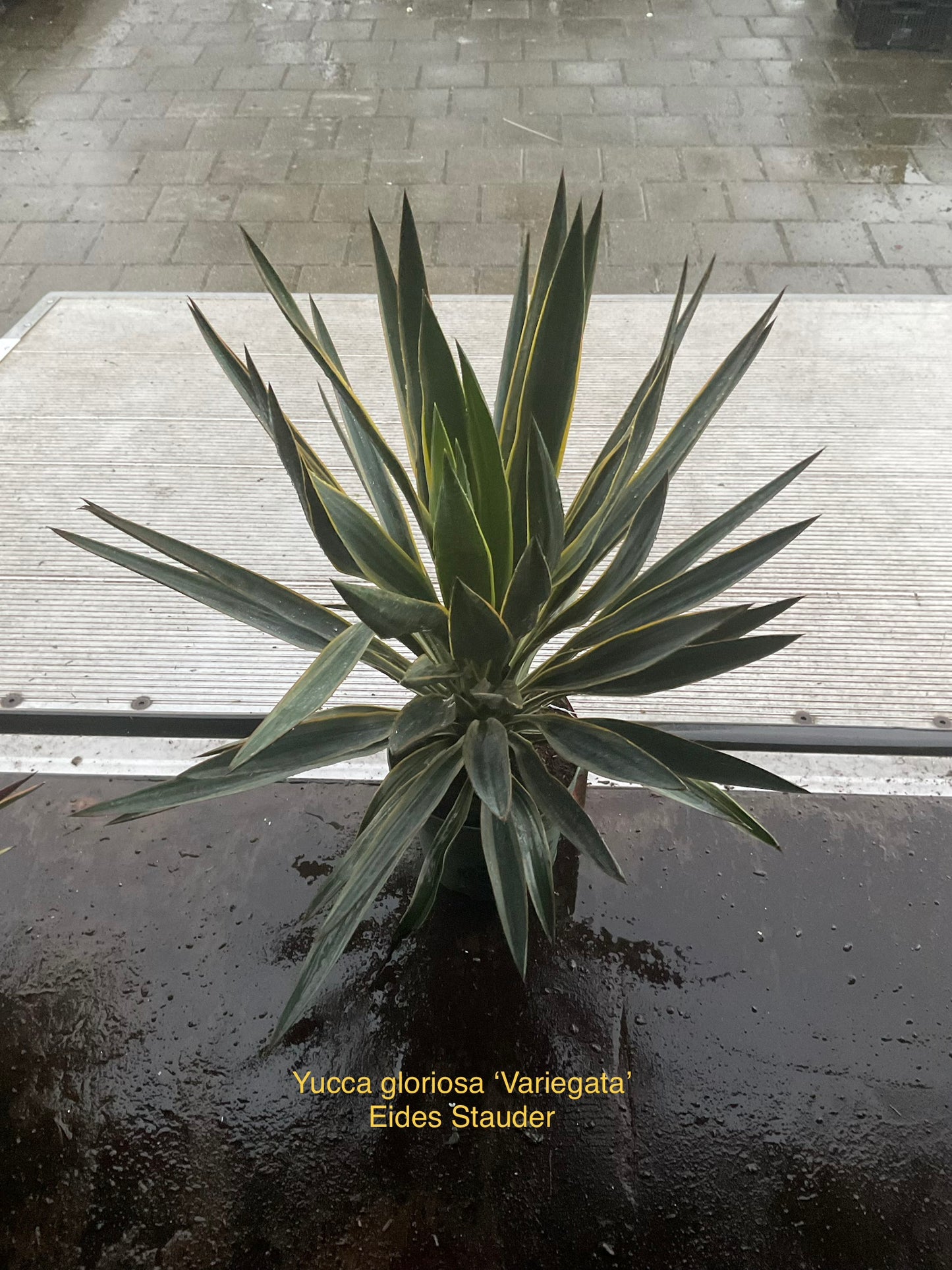 Yucca gloriosa ‘Variegata’