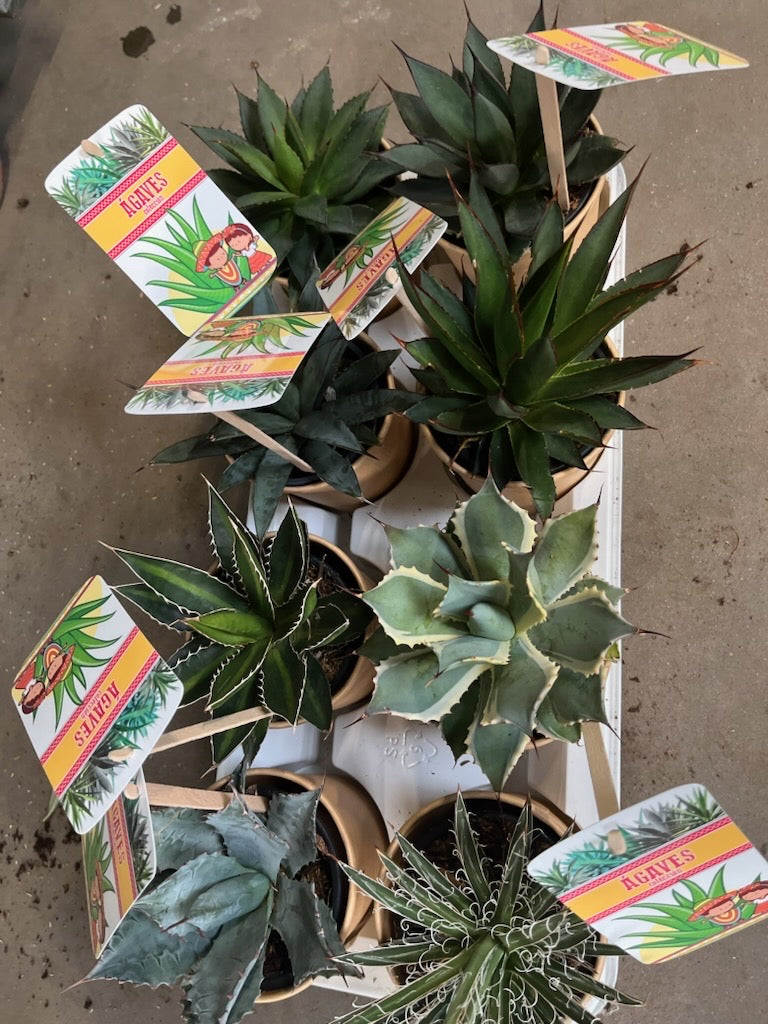 Agave Kolleksjon av 4 stk mix