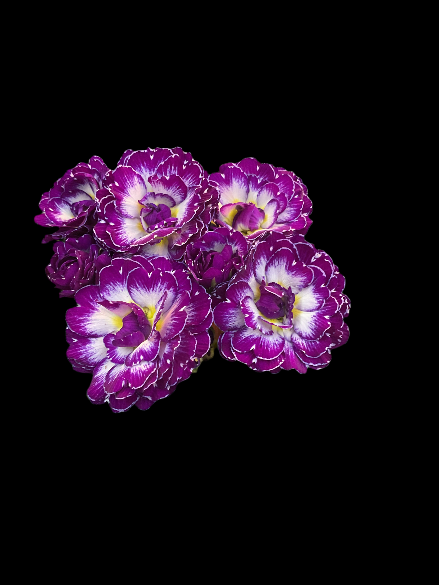 Primula Belarina ‘Purple Dawn’ P13