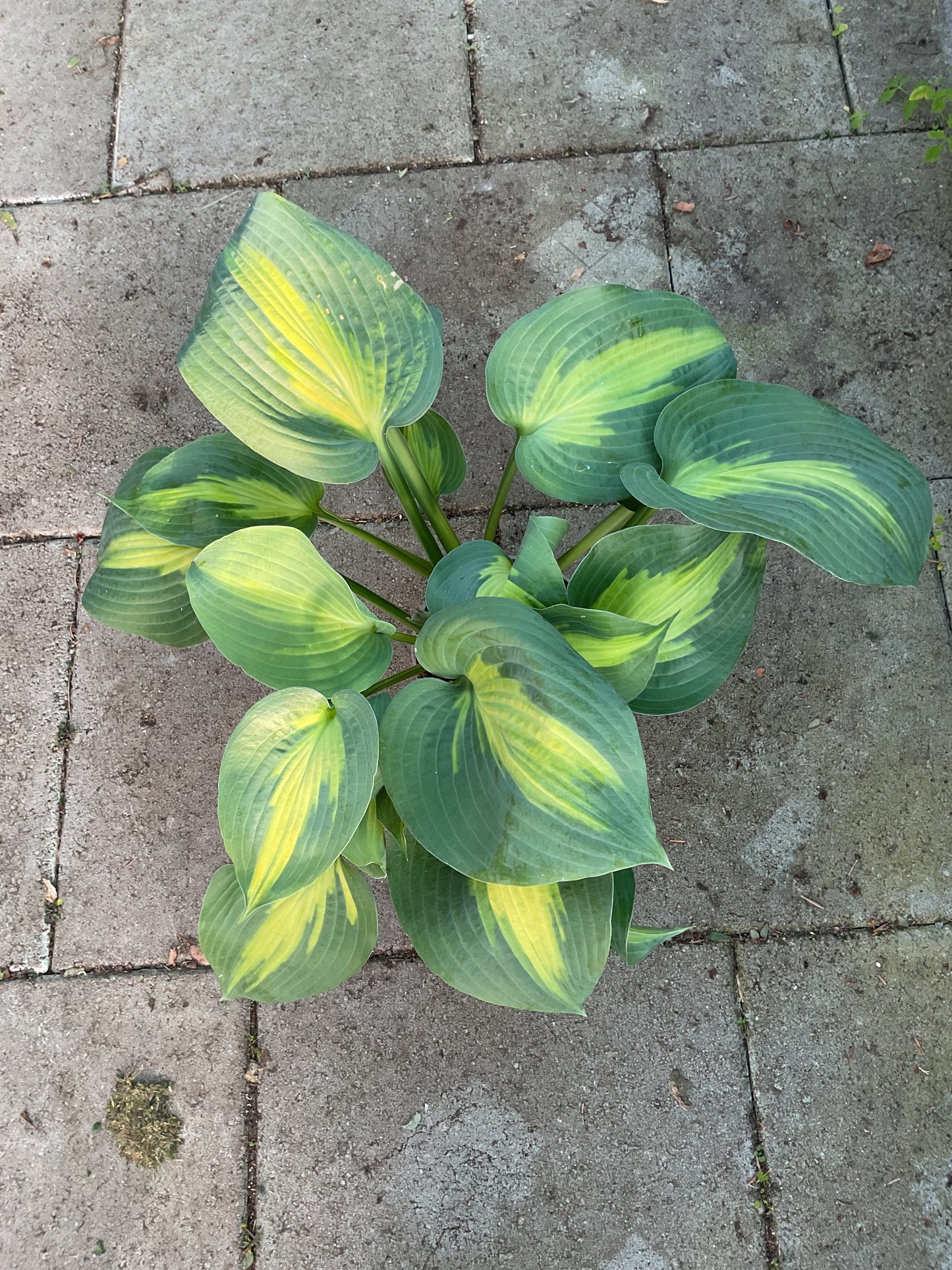 Hosta ‘Lakeside Shore Master’ P15